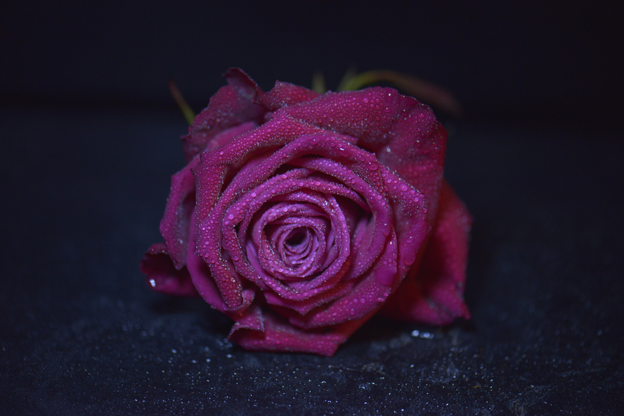 Nikon D800E sample photo. Красная роза photography