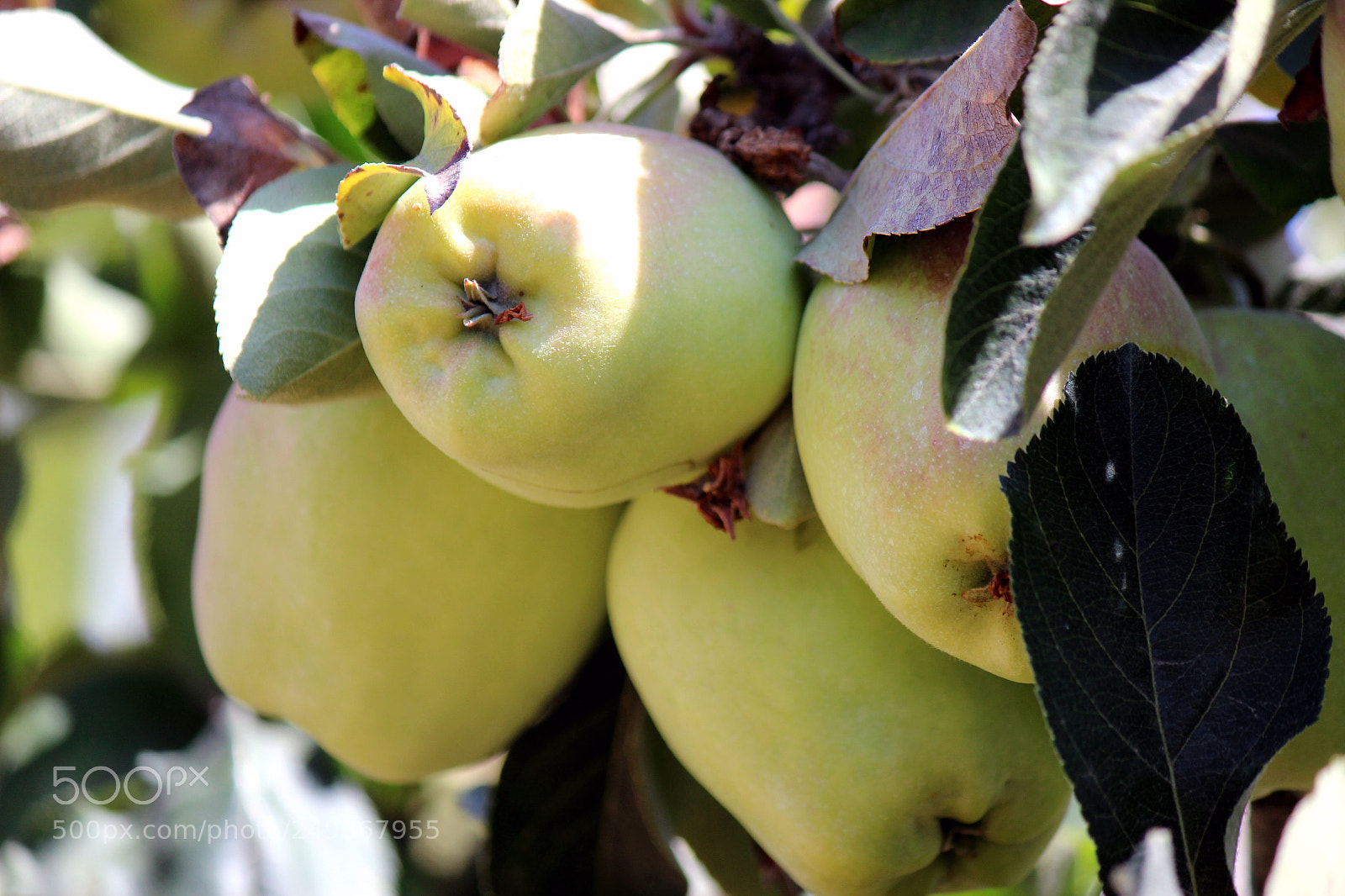 Canon EOS 600D (Rebel EOS T3i / EOS Kiss X5) sample photo. Img photography