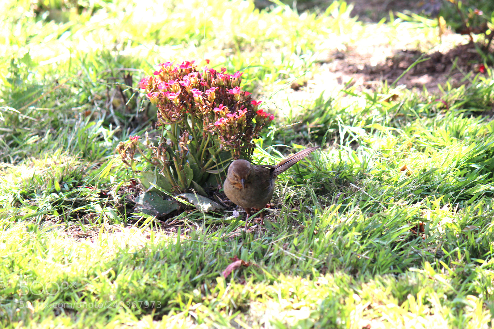 Canon EOS 600D (Rebel EOS T3i / EOS Kiss X5) sample photo. Img photography