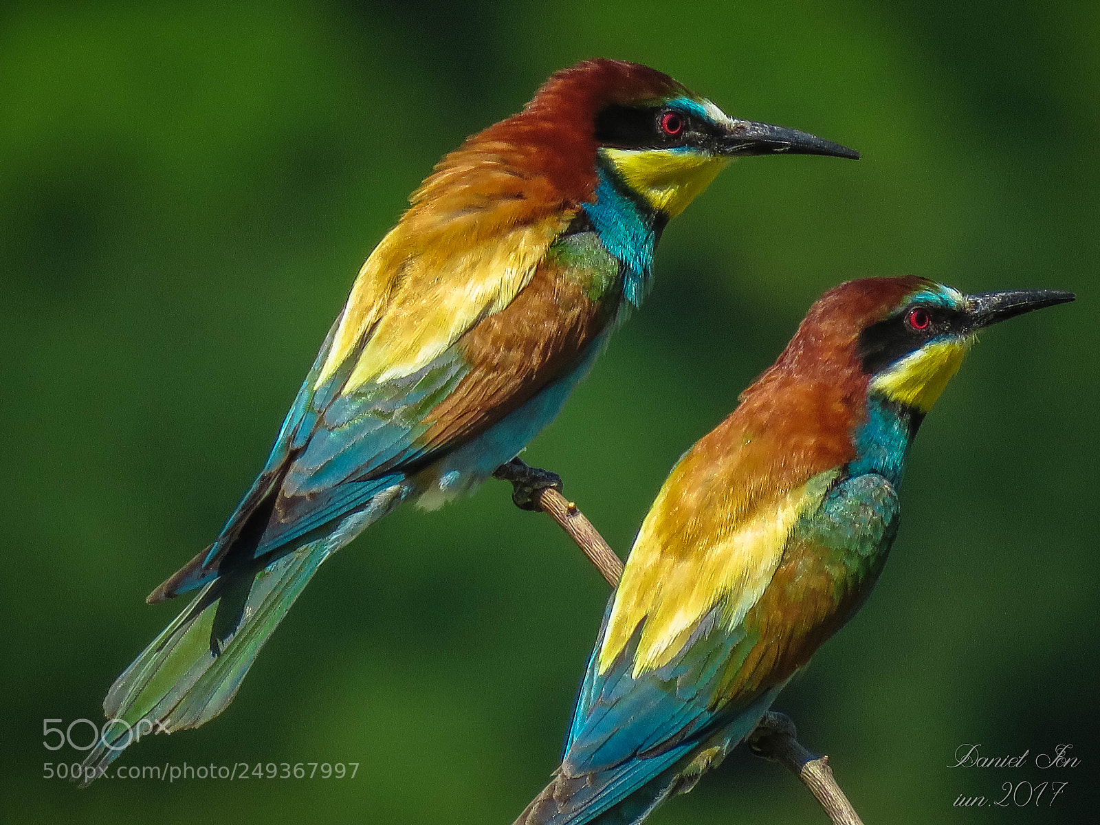 Canon PowerShot SX60 HS sample photo. Prigoria merops apiaster ordinul photography