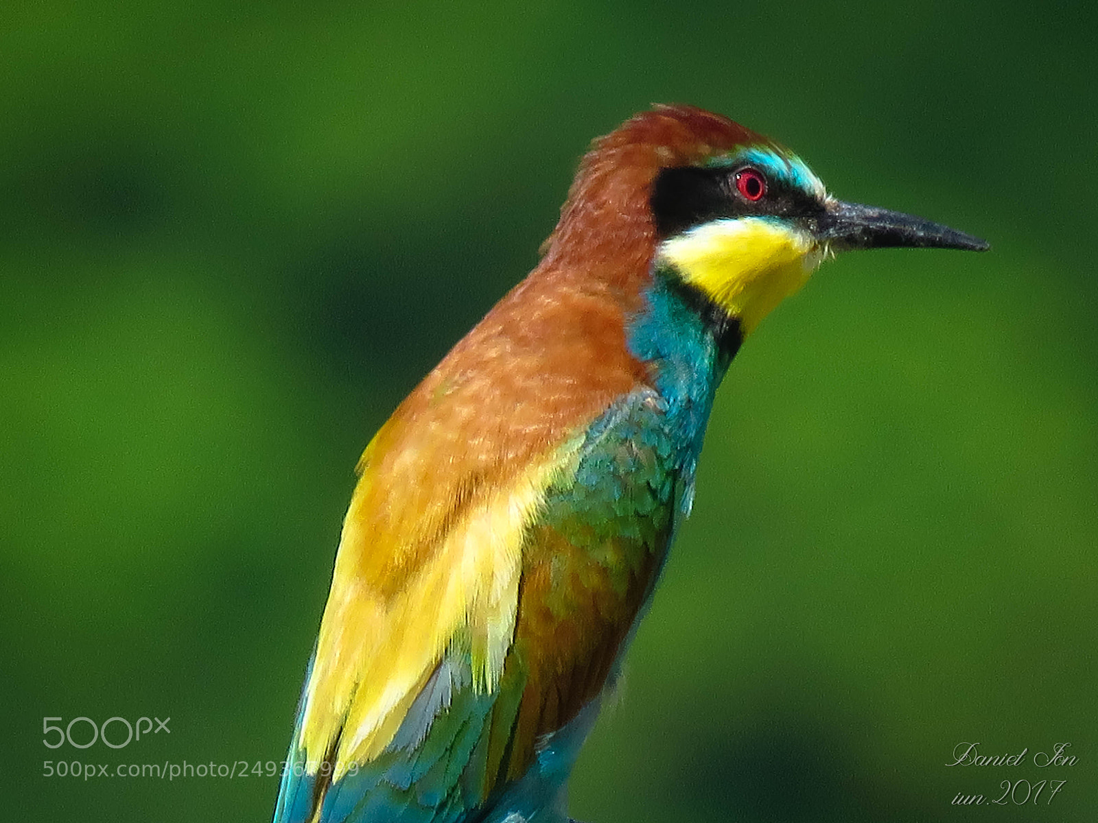 Canon PowerShot SX60 HS sample photo. Prigoria merops apiaster ordinul photography