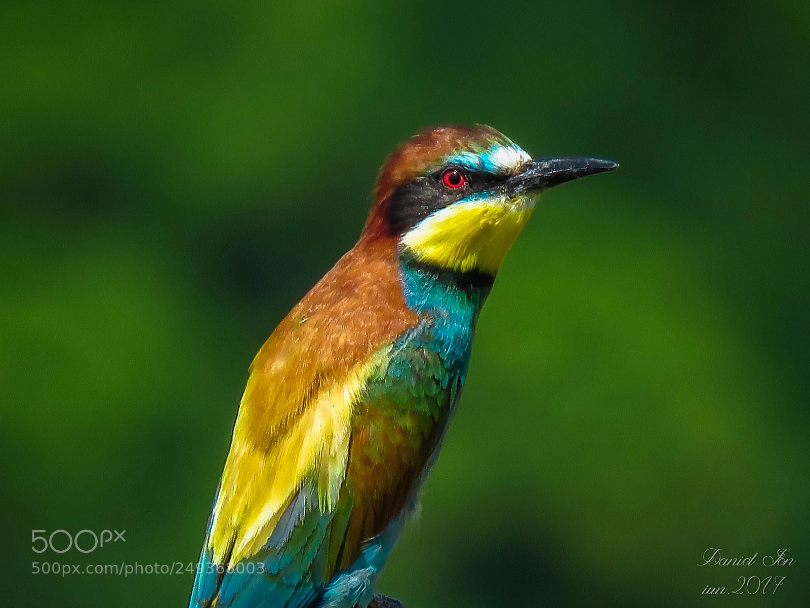 Canon PowerShot SX60 HS sample photo. Prigoria merops apiaster ordinul photography