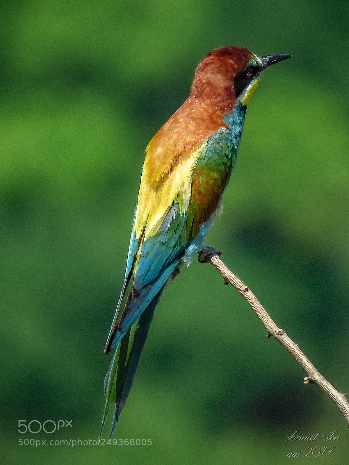 Canon PowerShot SX60 HS sample photo. Prigoria merops apiaster ordinul photography