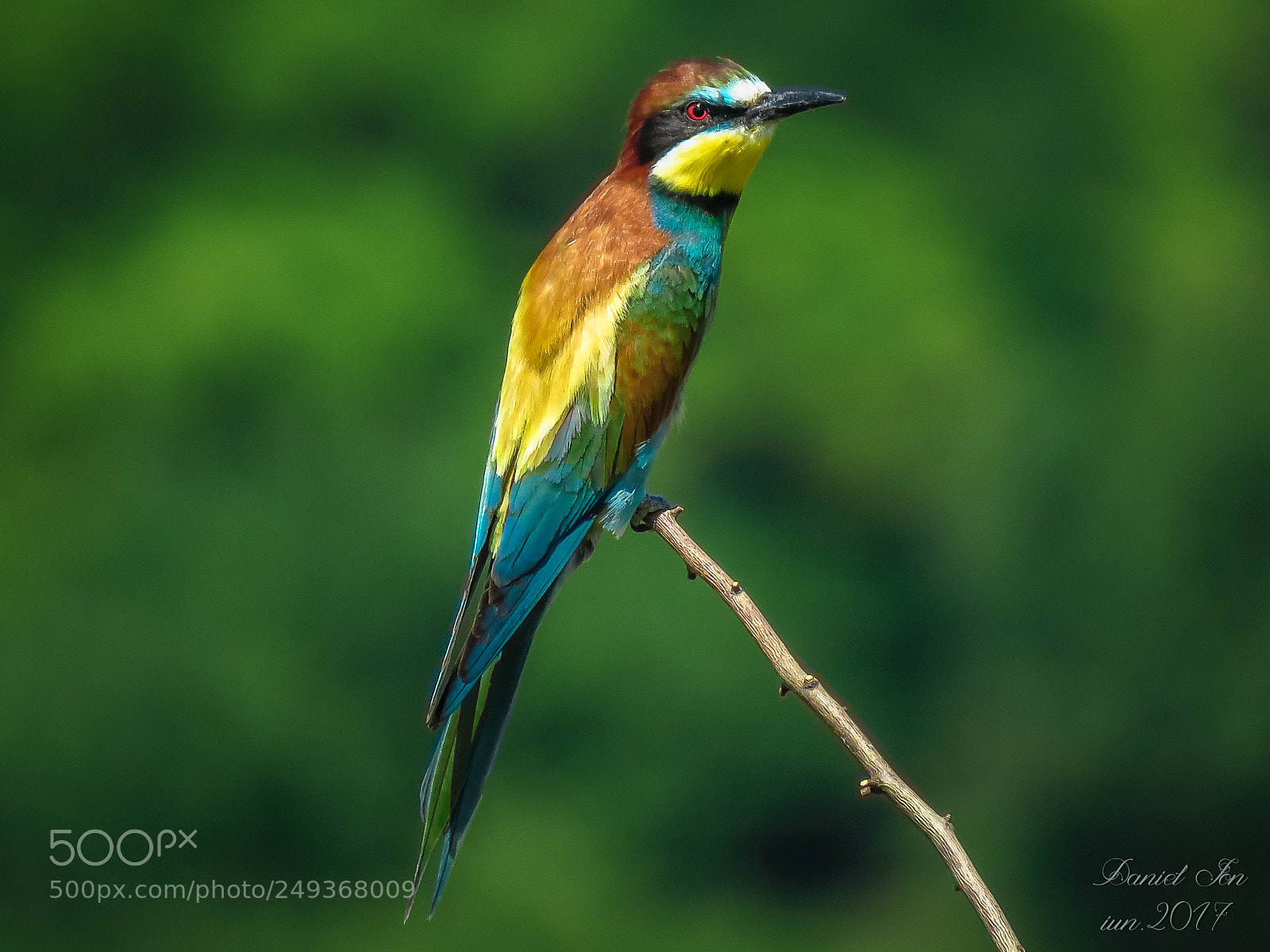 Canon PowerShot SX60 HS sample photo. Prigoria merops apiaster ordinul photography