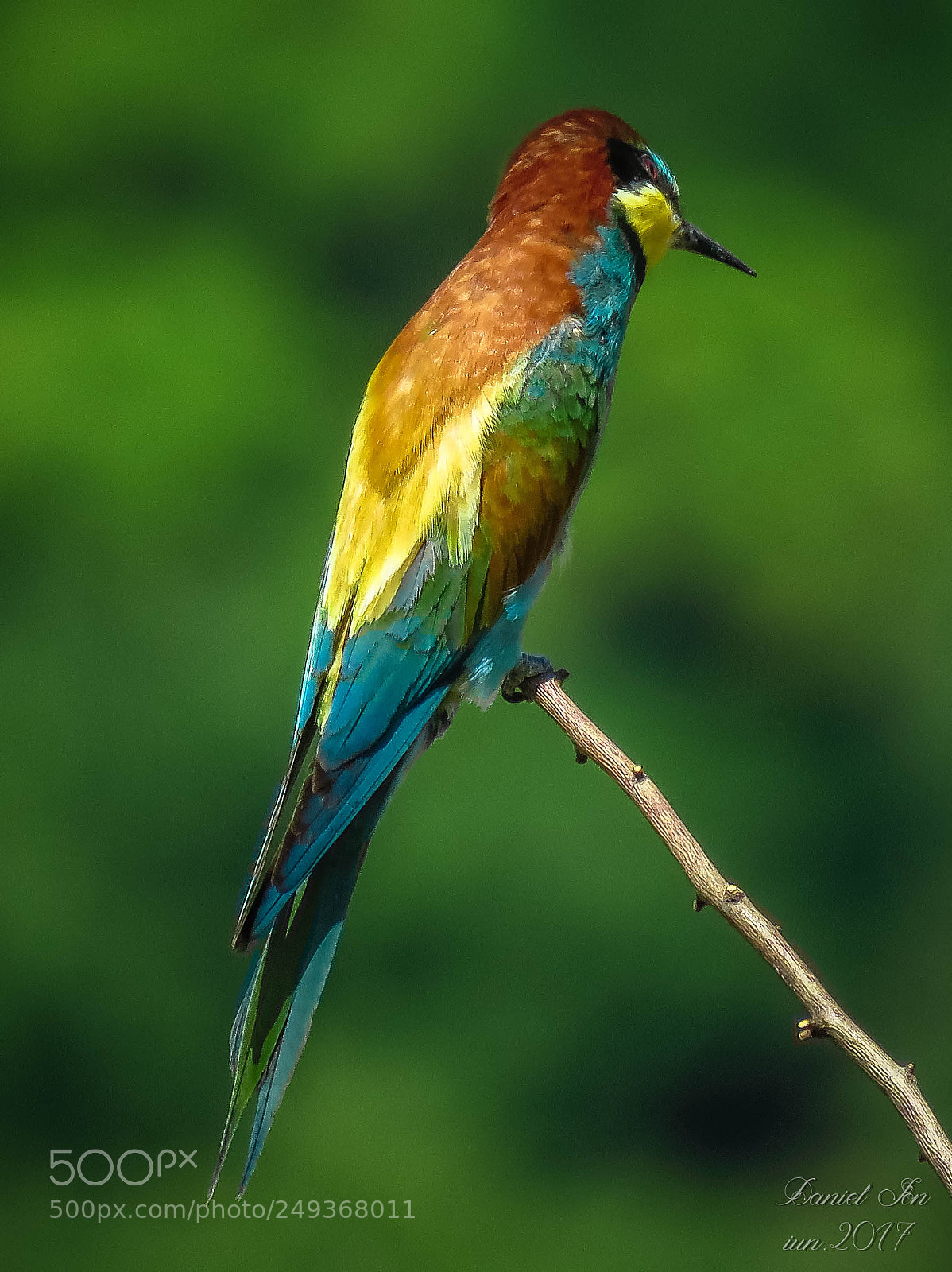 Canon PowerShot SX60 HS sample photo. Prigoria merops apiaster ordinul photography