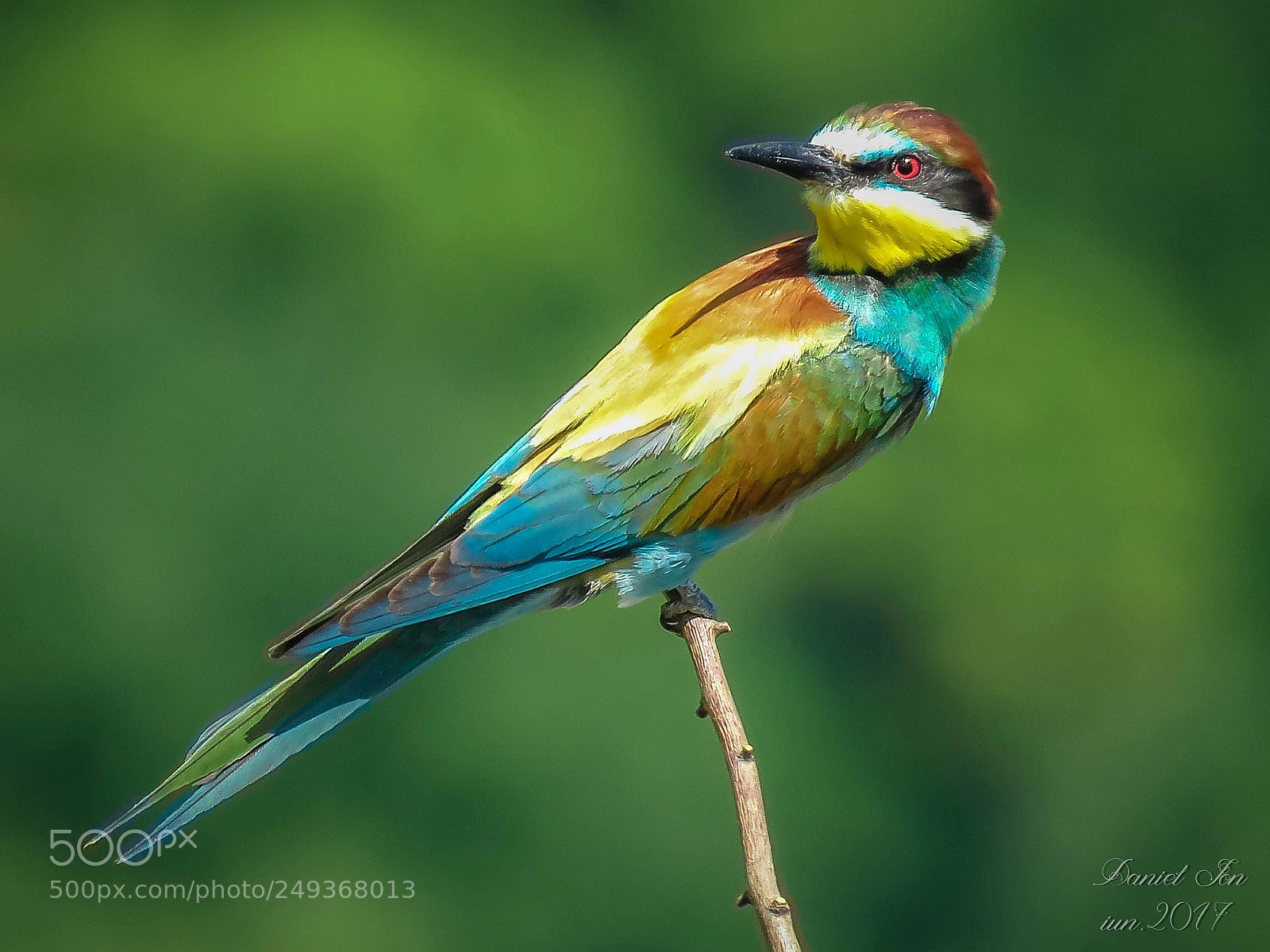 Canon PowerShot SX60 HS sample photo. Prigoria merops apiaster ordinul photography
