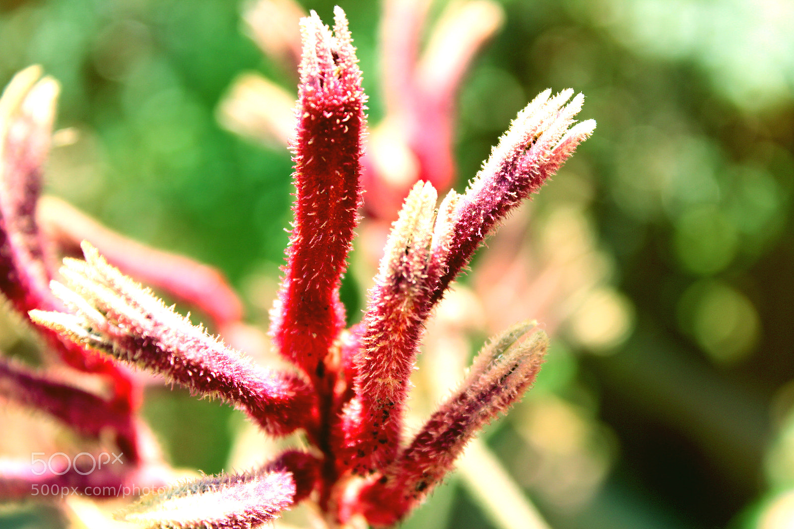 Canon EOS 600D (Rebel EOS T3i / EOS Kiss X5) sample photo. Img photography