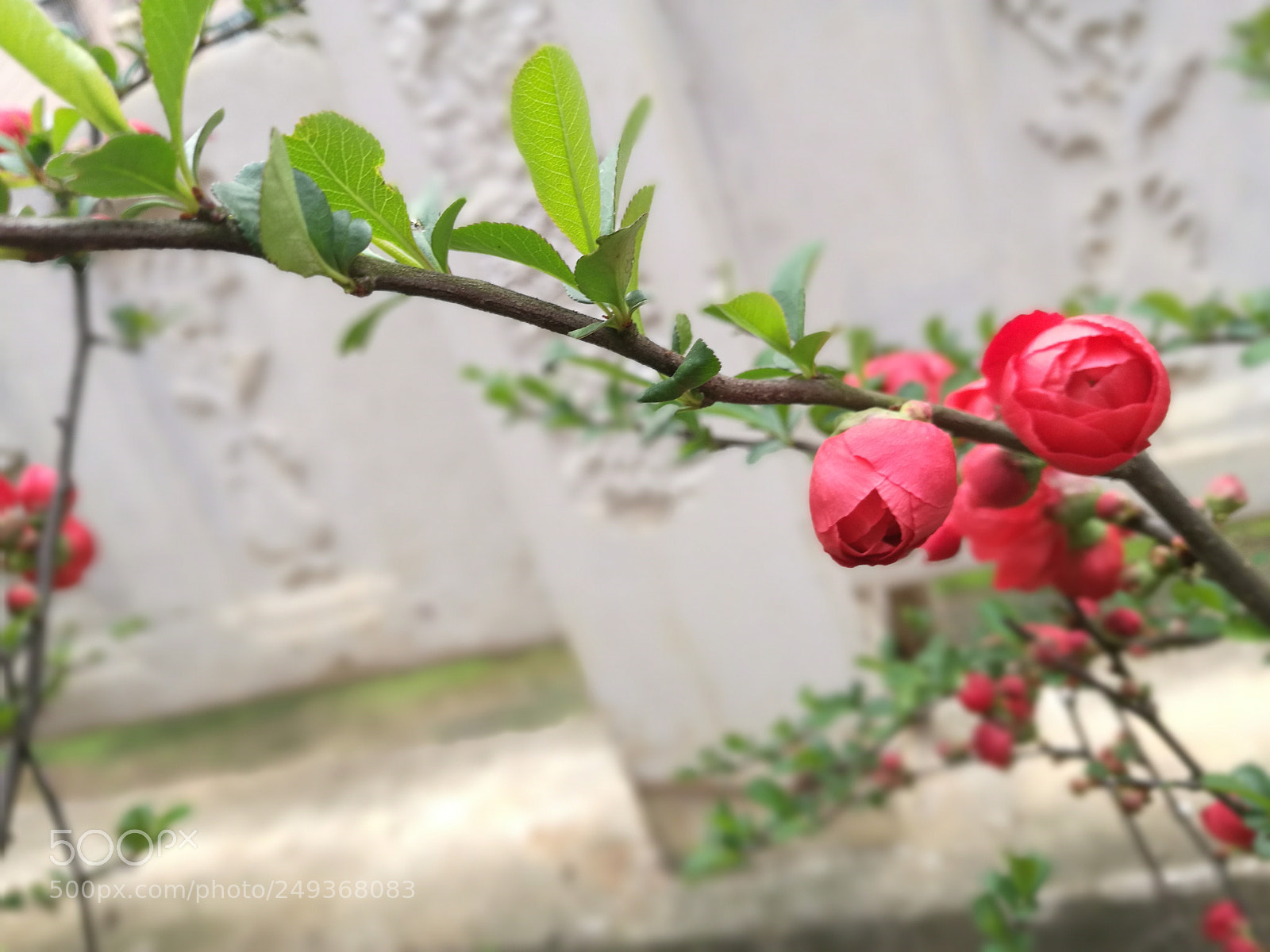 HUAWEI P9 sample photo. Edf photography