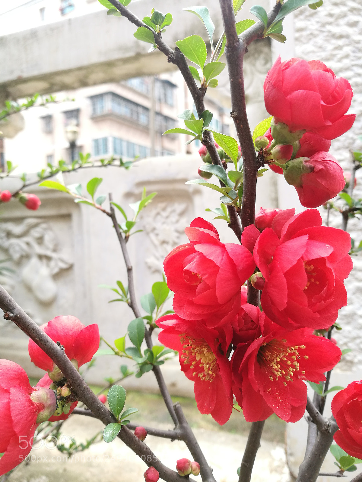 HUAWEI P9 sample photo. Cof photography