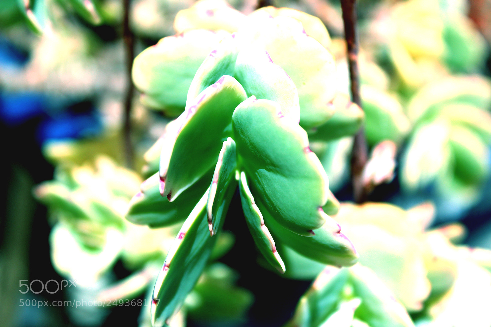 Canon EOS 600D (Rebel EOS T3i / EOS Kiss X5) sample photo. Img photography
