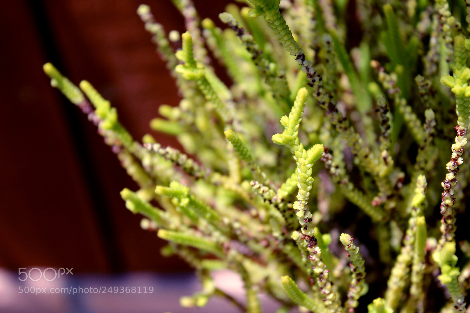 Canon EOS 600D (Rebel EOS T3i / EOS Kiss X5) sample photo. Img photography