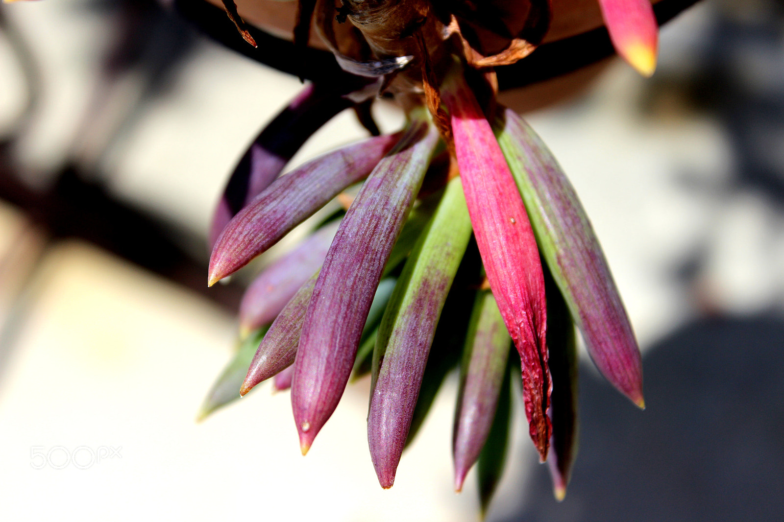 Canon EOS 600D (Rebel EOS T3i / EOS Kiss X5) sample photo. Img photography