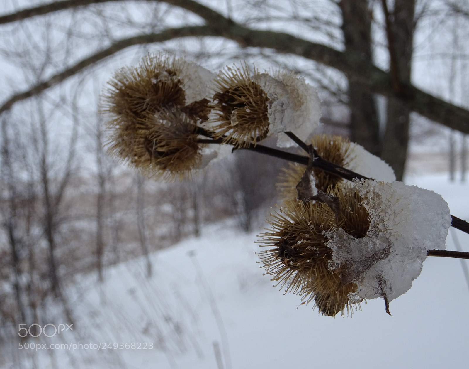 Sony DSC-HX60V sample photo. Burdock snow balls photography
