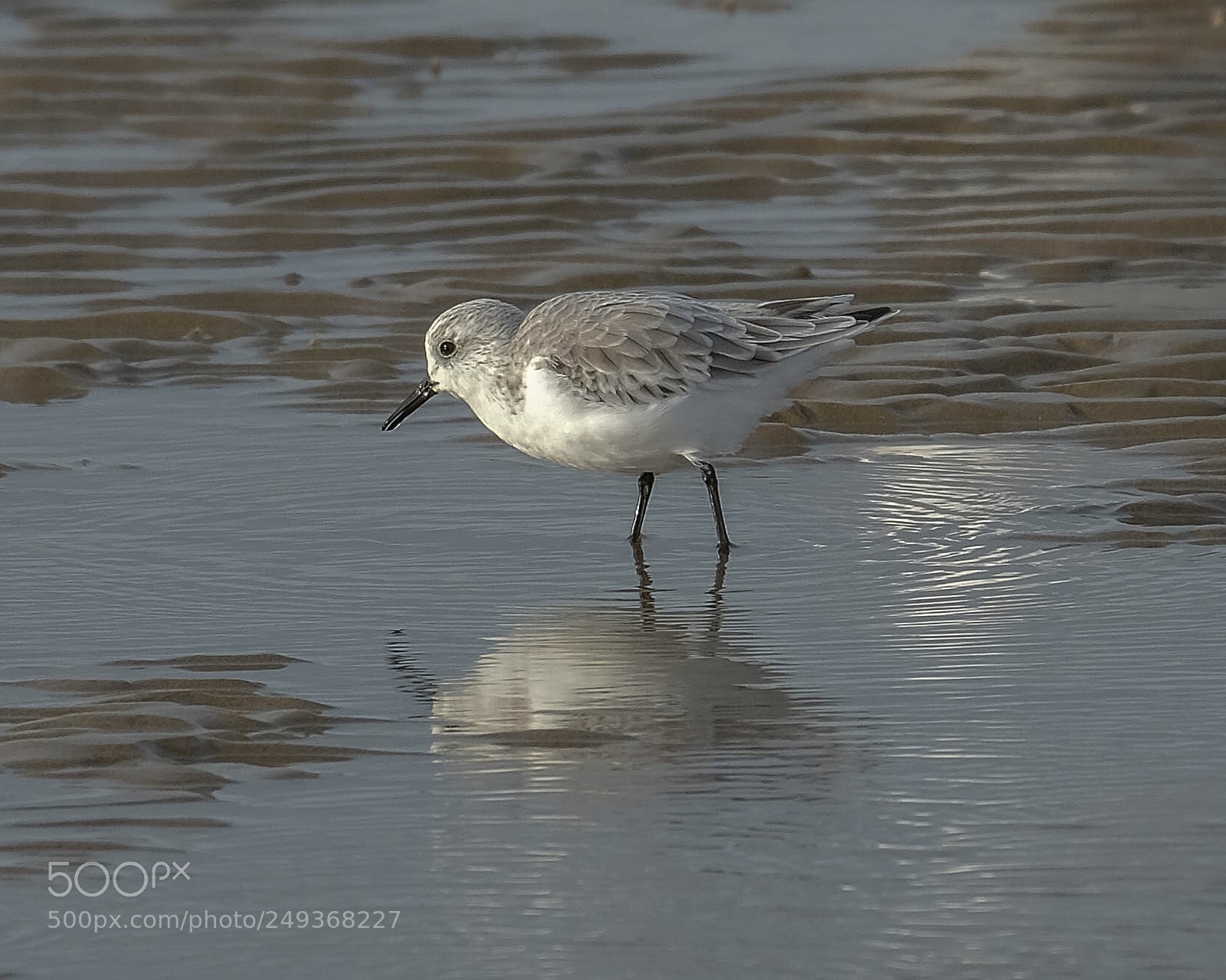 Fujifilm X-T2 sample photo. Sanderling calidris alba showing photography