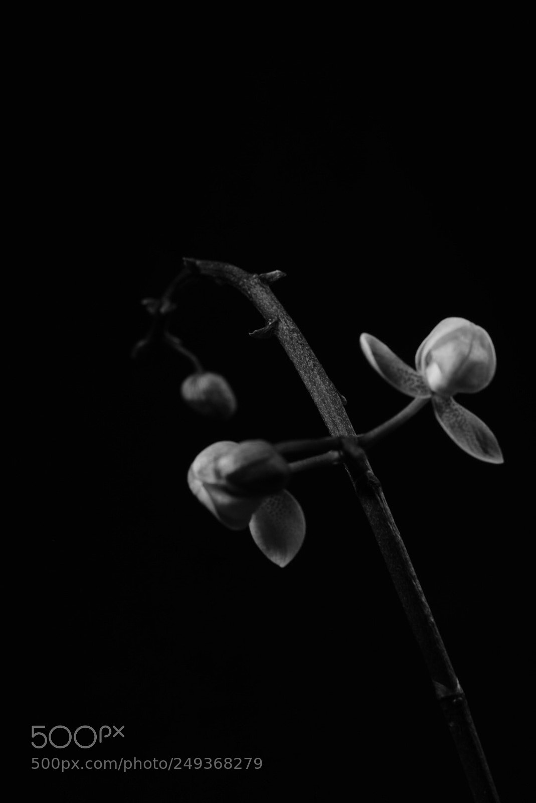 Sony ILCA-77M2 sample photo. Orichid photography
