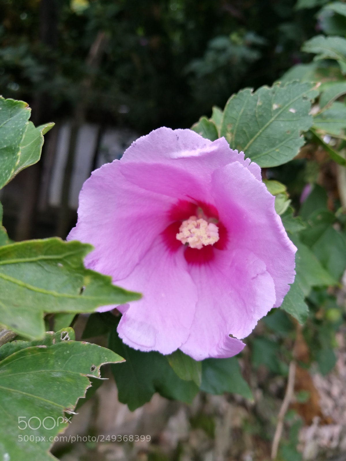 HUAWEI P9 sample photo. Sdr photography