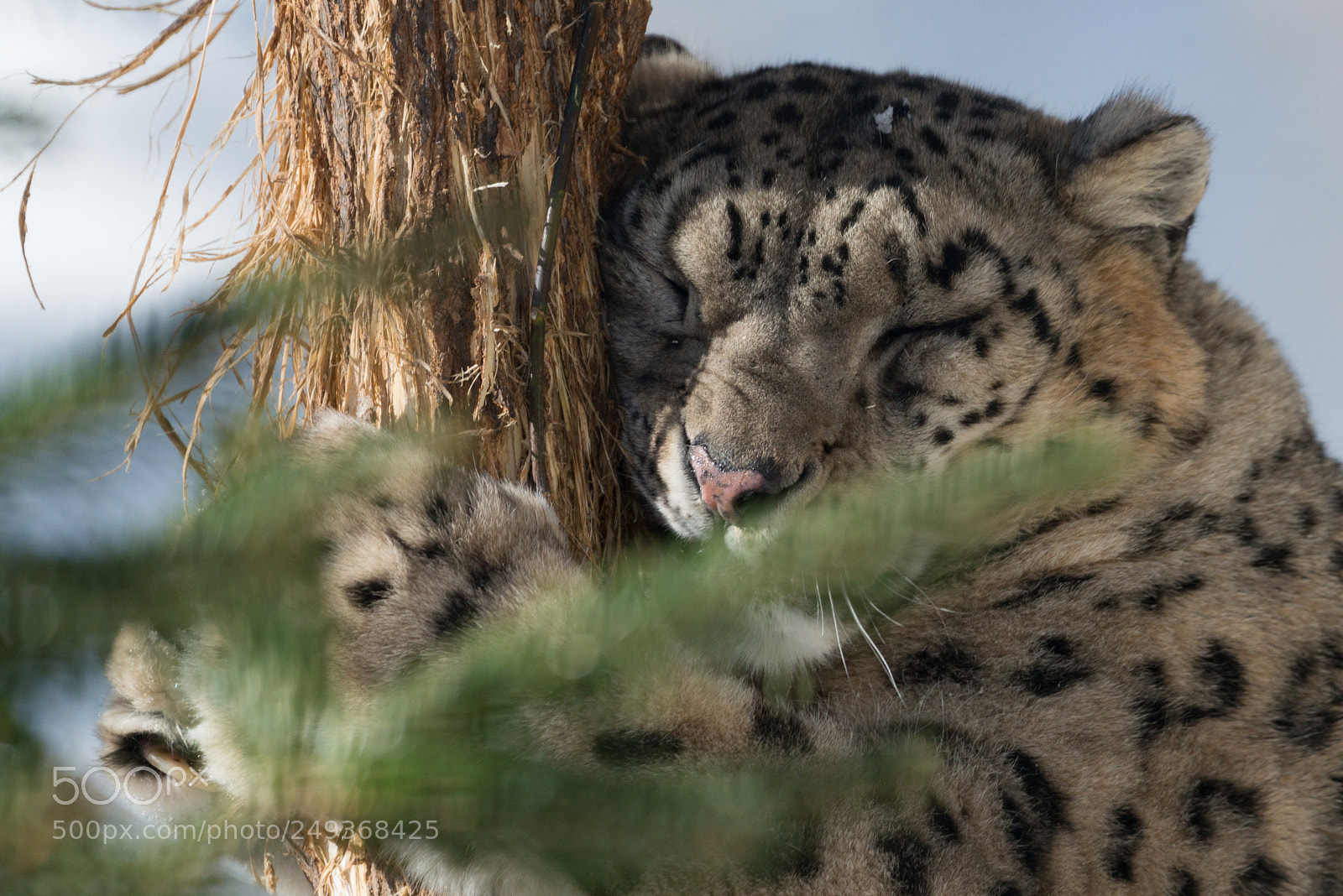 Nikon D800E sample photo. Snow leopard photography