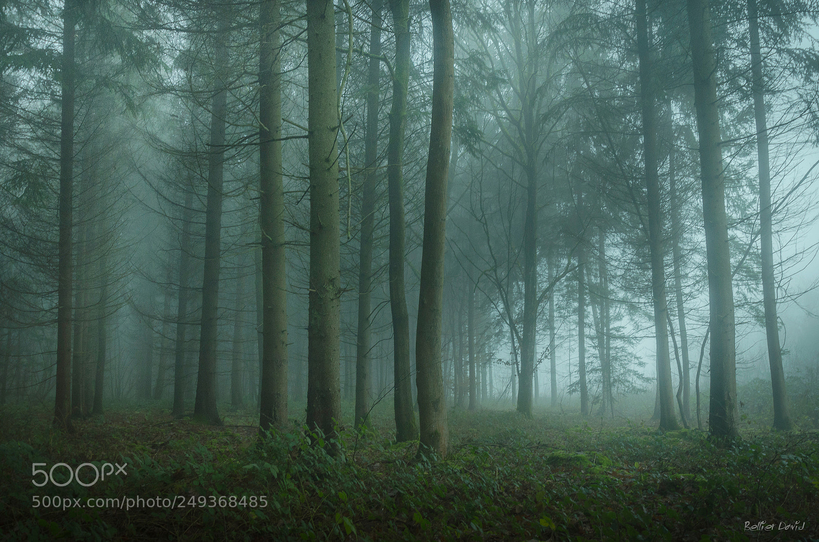 Nikon D7000 sample photo. Wood of mystery photography