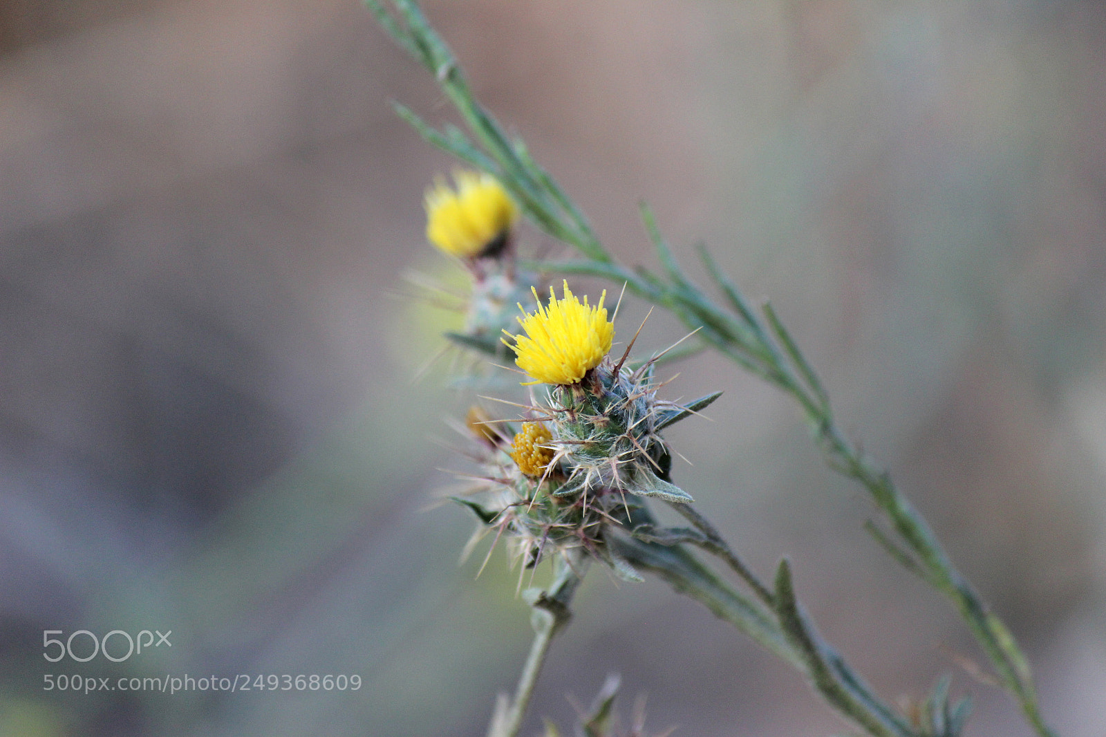 Canon EOS 600D (Rebel EOS T3i / EOS Kiss X5) sample photo. Img photography