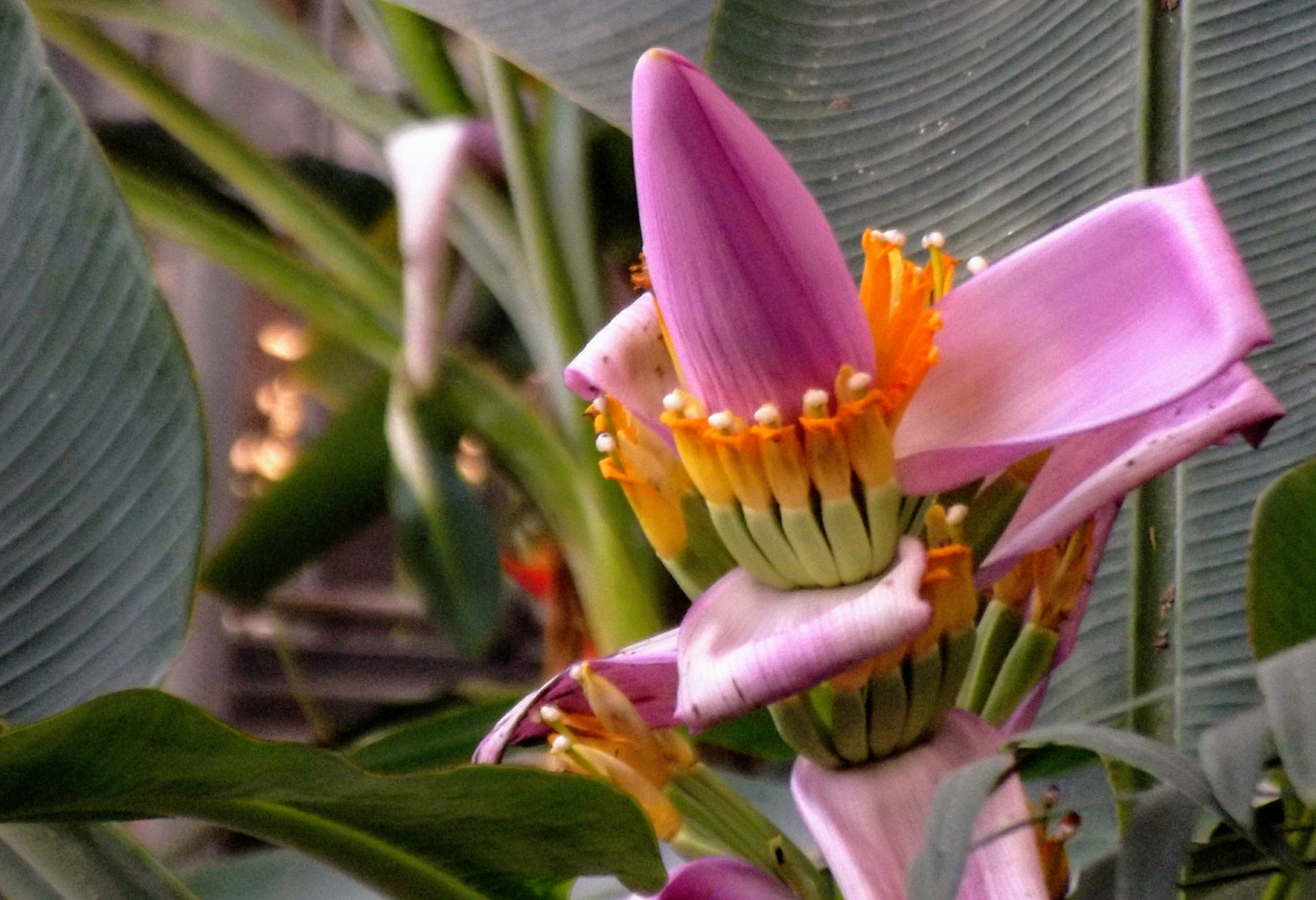 Fujifilm FinePix S2980 sample photo. Vertical banana photography