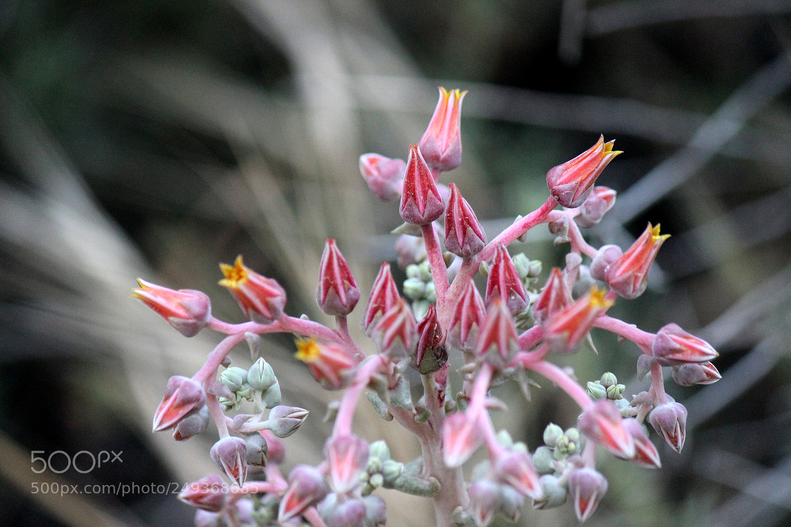 Canon EOS 600D (Rebel EOS T3i / EOS Kiss X5) sample photo. Img photography