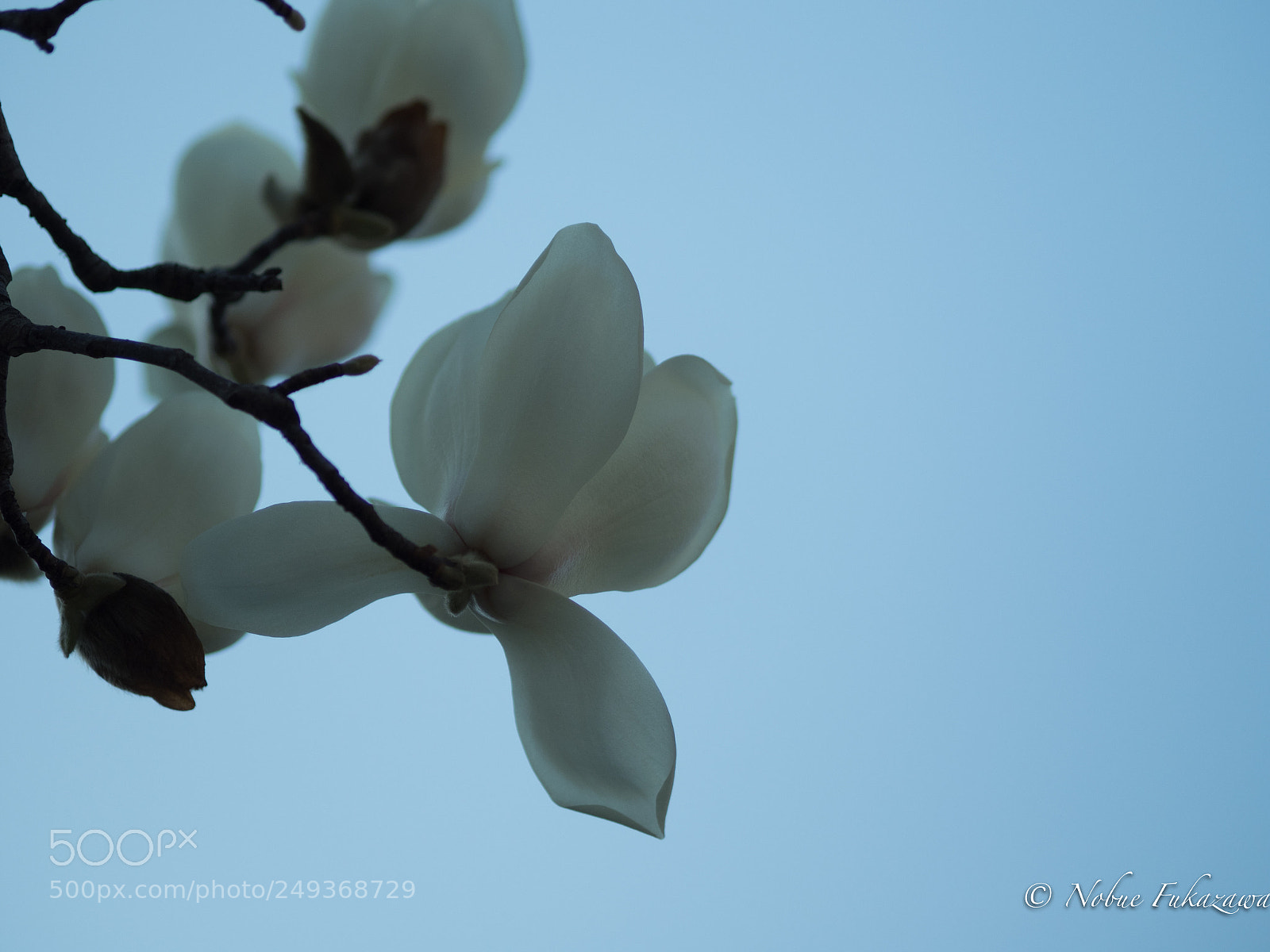 Olympus OM-D E-M1 Mark II sample photo. Morning of magnolia photography