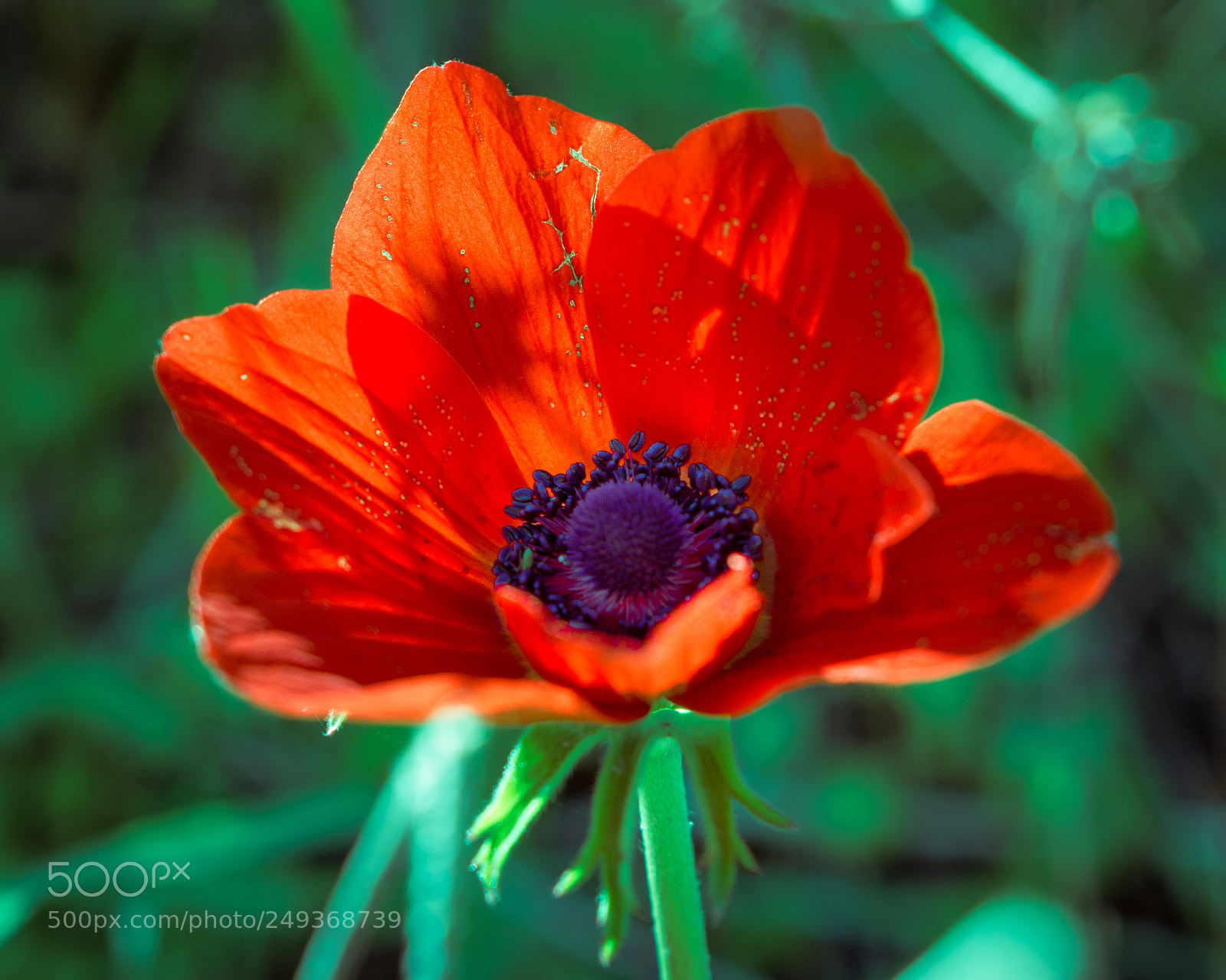 Nikon D7100 sample photo. Anemone photography