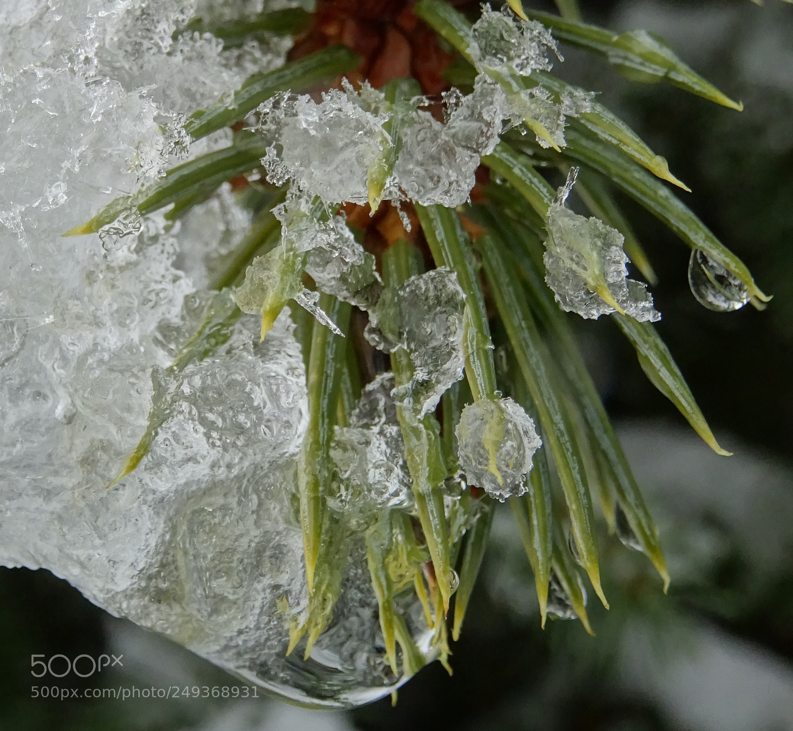 Sony DSC-HX60V sample photo. Evergreen blizzard tips photography