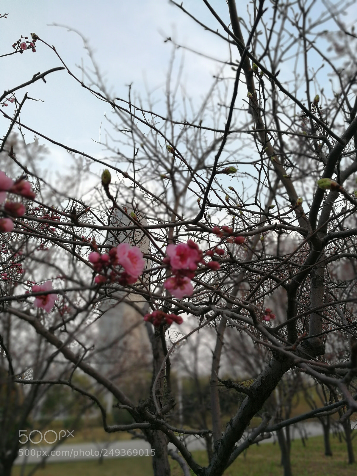 HUAWEI Mate 9 sample photo. Untitled photography