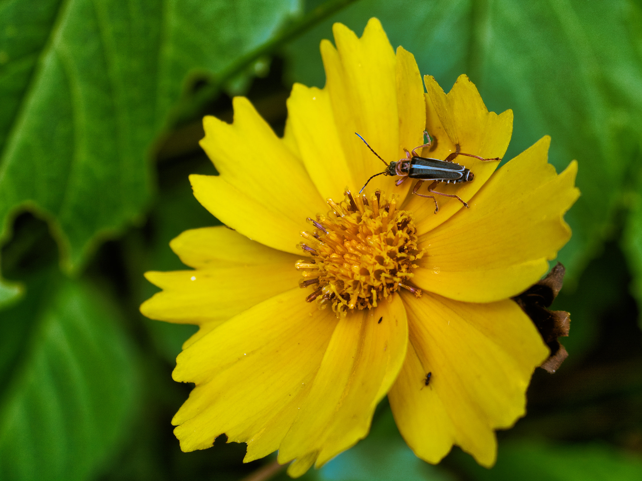 Nikon D7100 + AF Zoom-Nikkor 35-135mm f/3.5-4.5 N sample photo. Yellow daisy insect photography