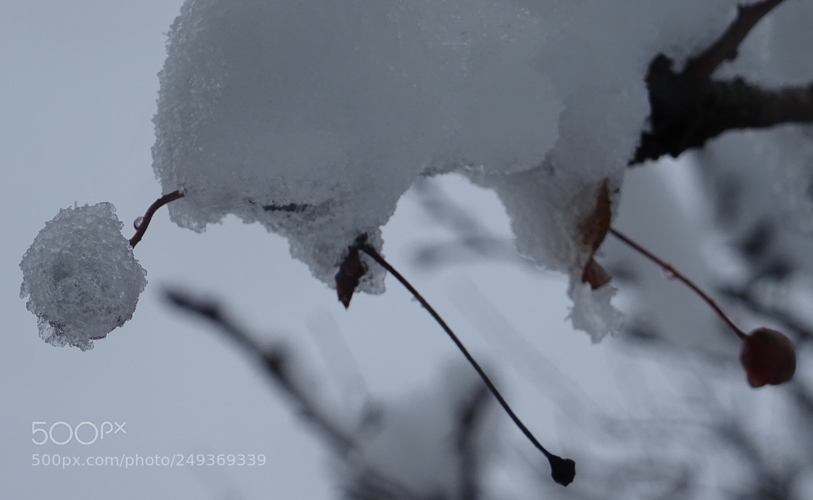Sony DSC-HX60V sample photo. Snow ball fruit photography