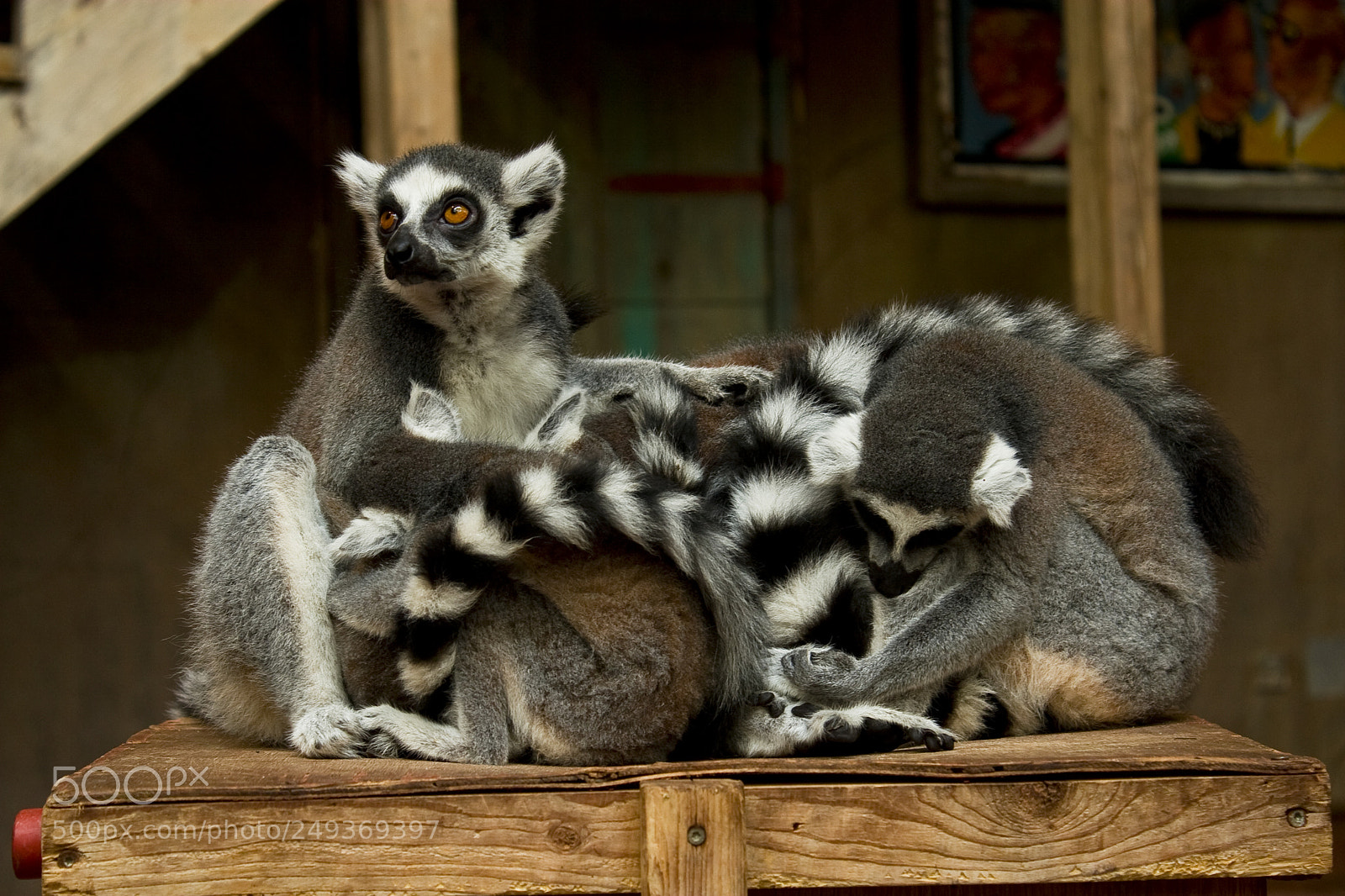 Canon EOS 30D sample photo. Lemurs photography