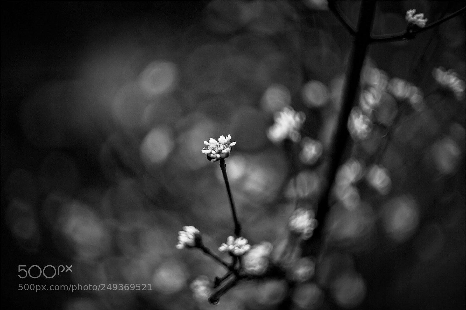 Canon EOS 5D sample photo. Spring is here photography