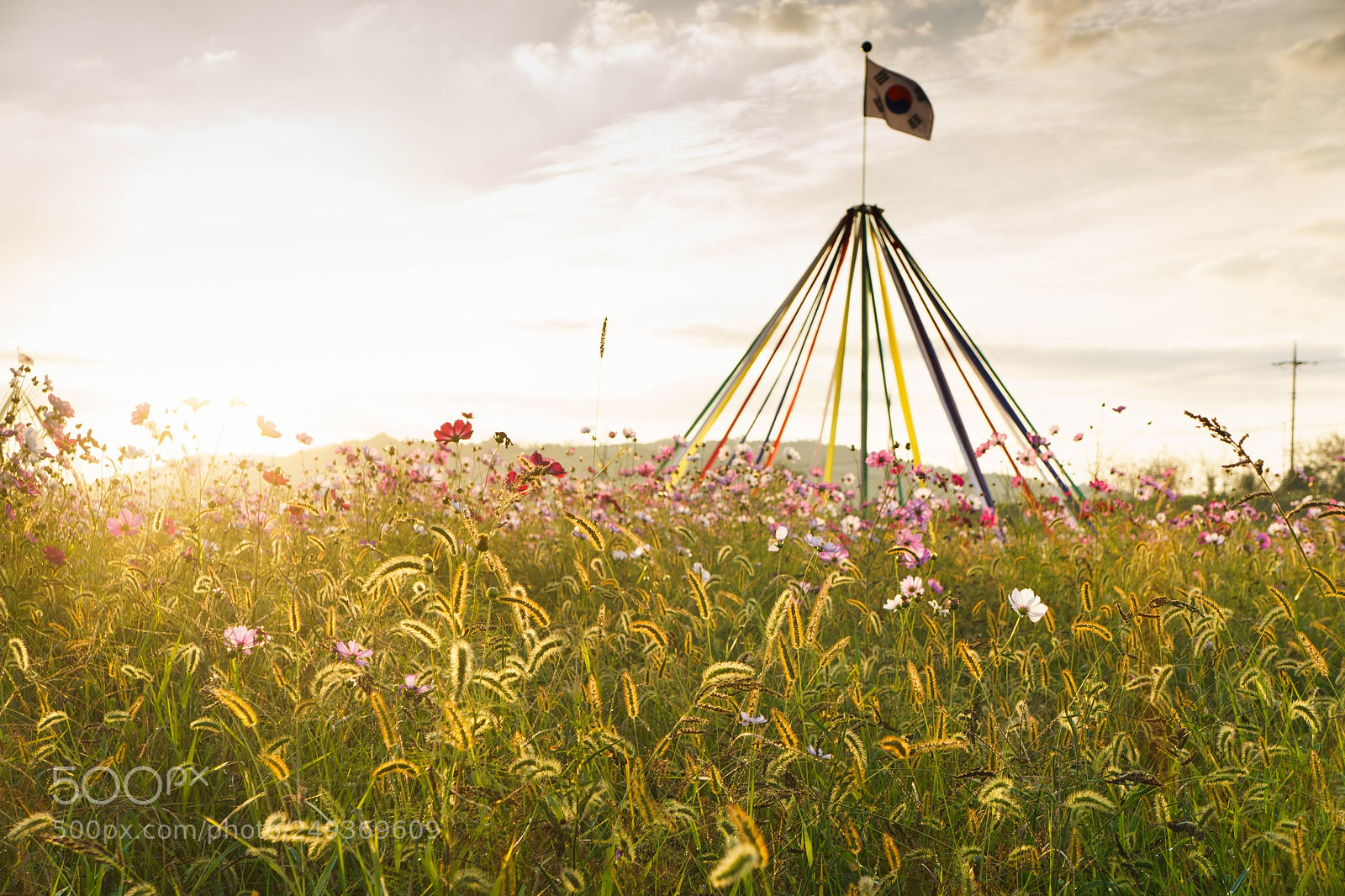 Sony a6000 sample photo. Korean morning with cosmos photography