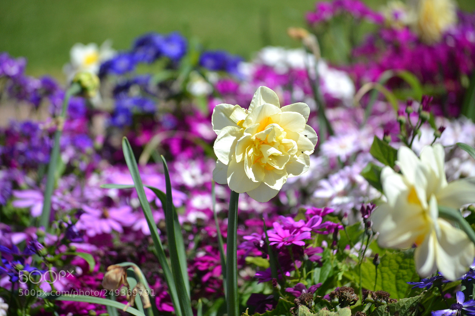Nikon D3100 sample photo. Yellow. photography