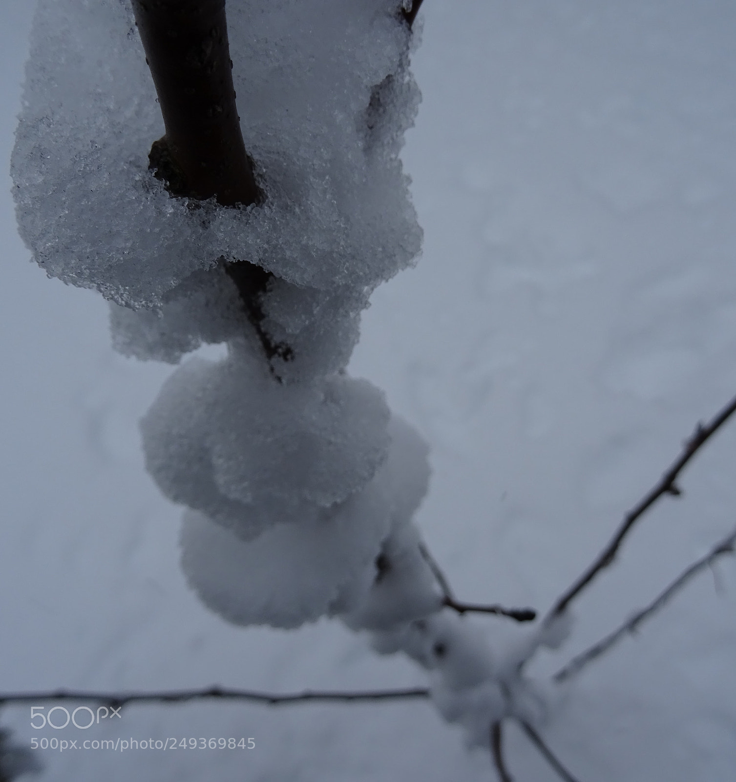 Sony DSC-HX60V sample photo. Cotton ball apple tree photography