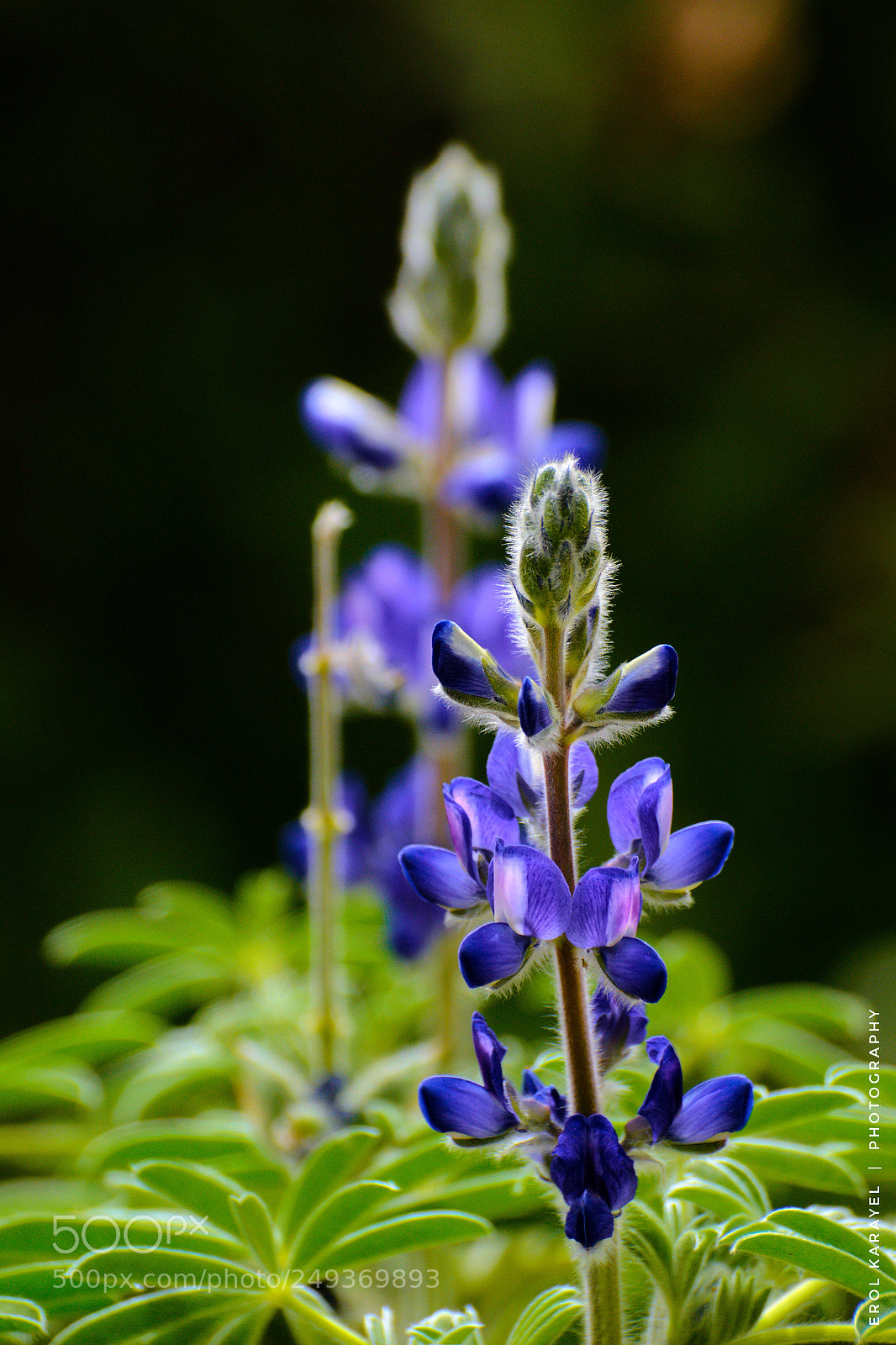 Nikon D3100 sample photo. Untitled photography