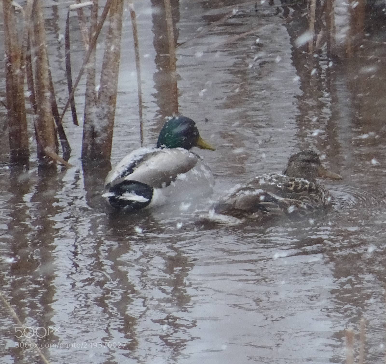 Sony DSC-HX60V sample photo. Mallard misery photography