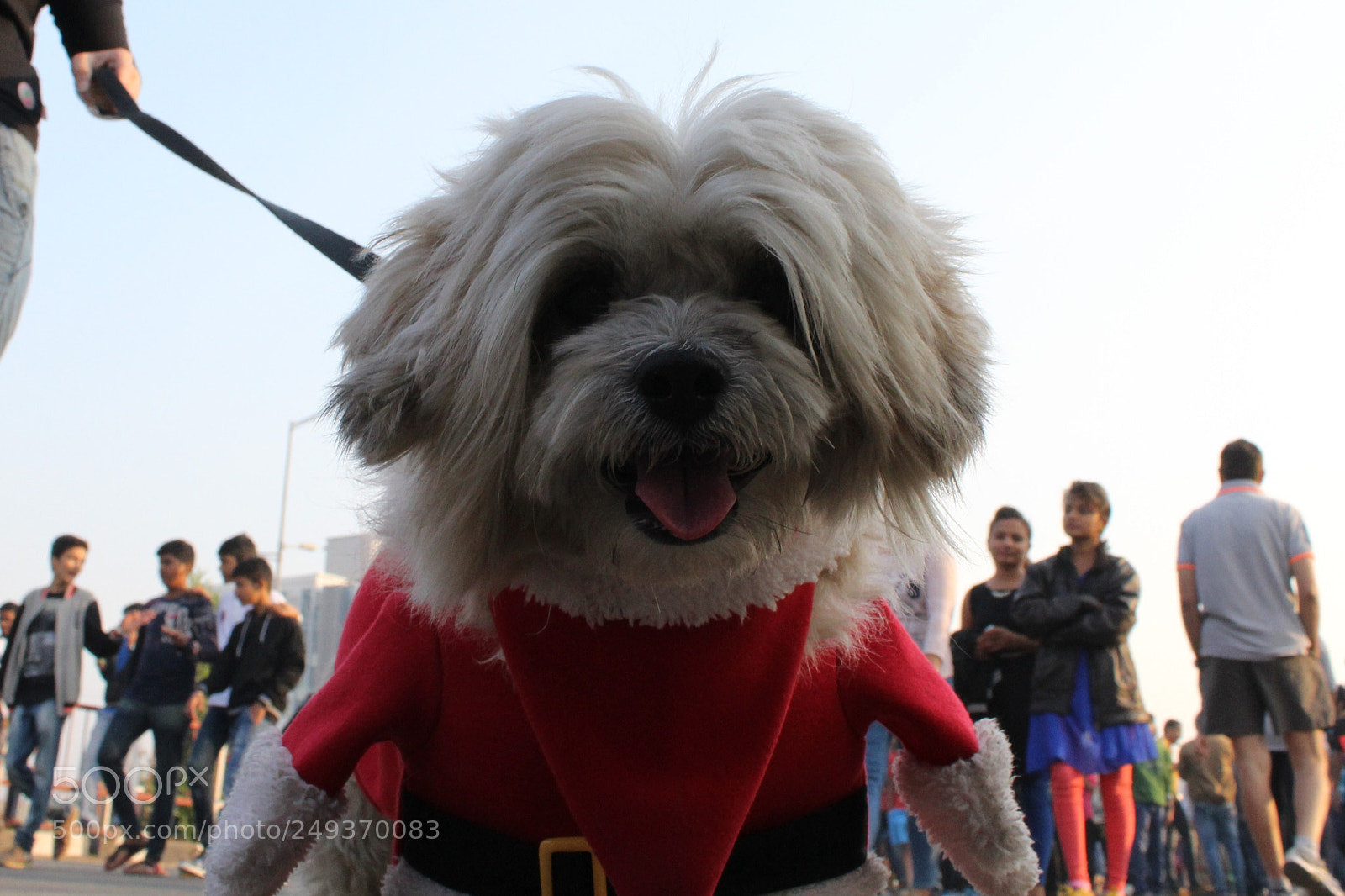 Canon EOS 1200D (EOS Rebel T5 / EOS Kiss X70 / EOS Hi) sample photo. Awesome dog photography