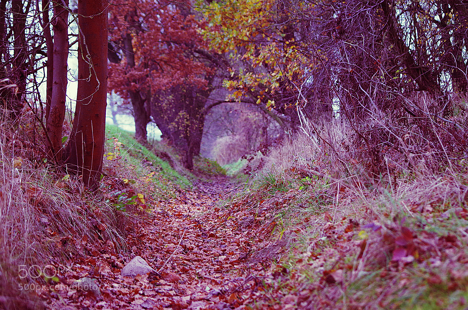 Pentax K-500 sample photo. Herbst cross-entwicklung photography