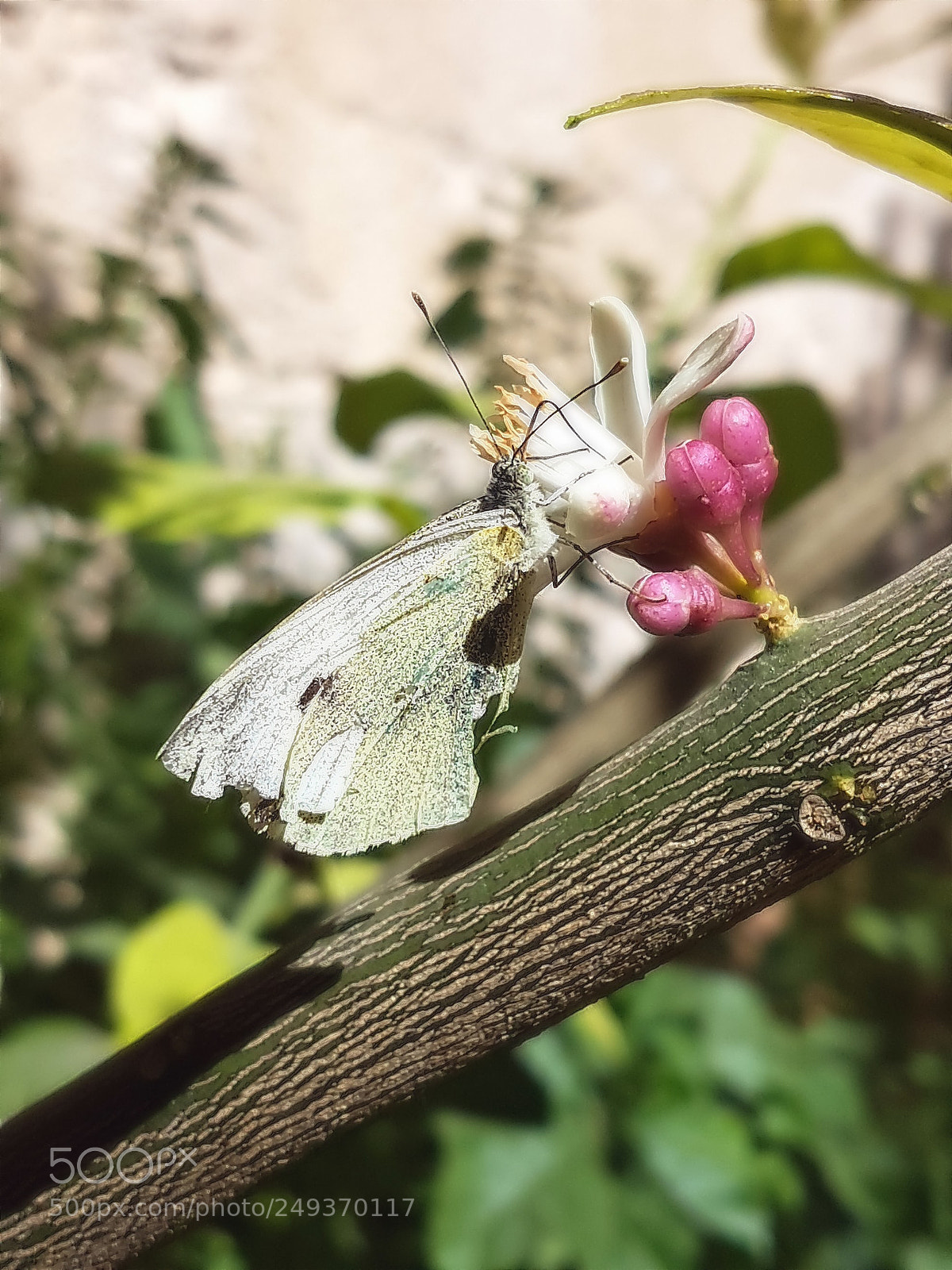 Samsung Galaxy S7 Edge sample photo. Untitled photography