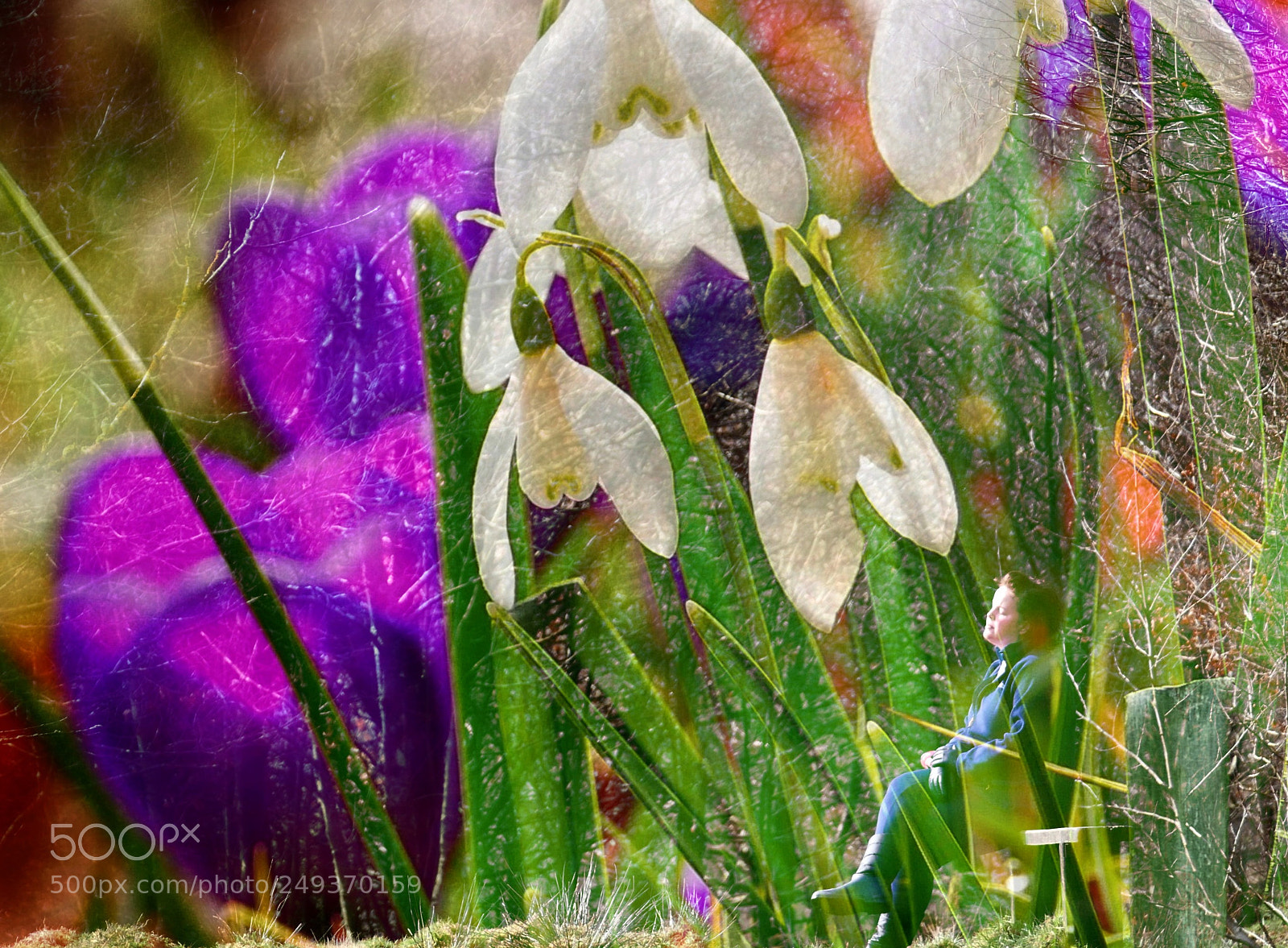 Panasonic Lumix DMC-G85 (Lumix DMC-G80) sample photo. A dream of spring photography