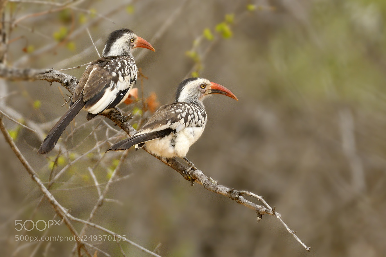 Nikon D500 sample photo. Double hornbill photography