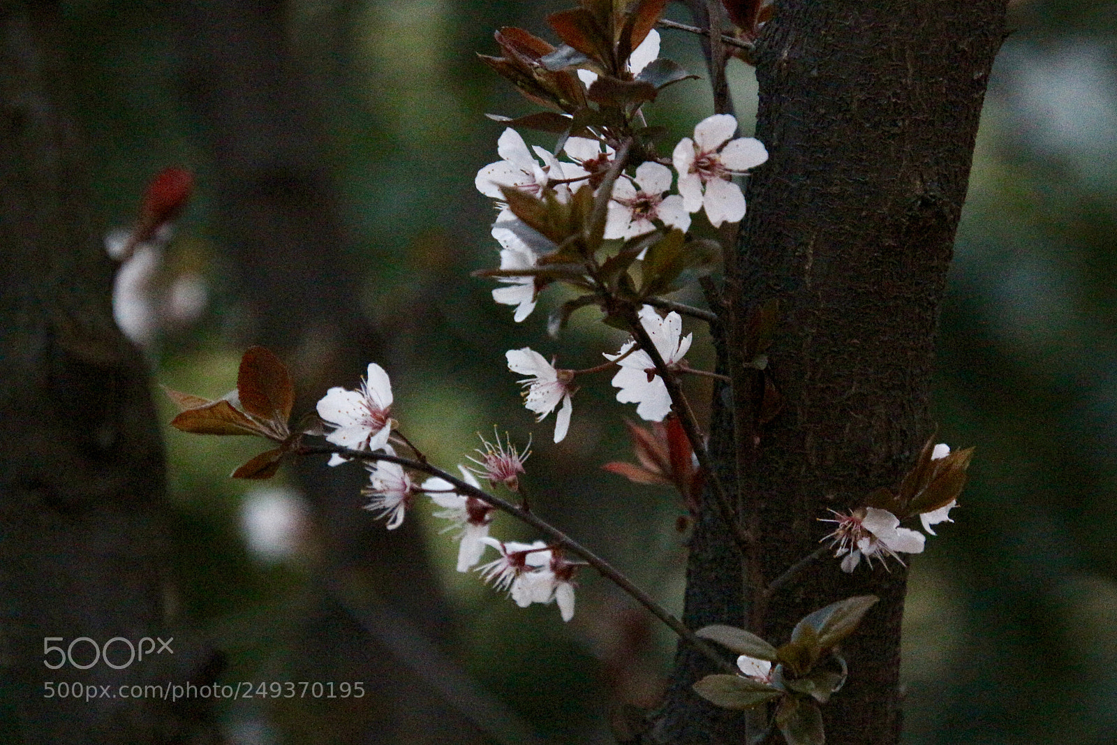 Canon EOS 100D (EOS Rebel SL1 / EOS Kiss X7) sample photo. 花瓣如玉雕 清香破窗入 photography