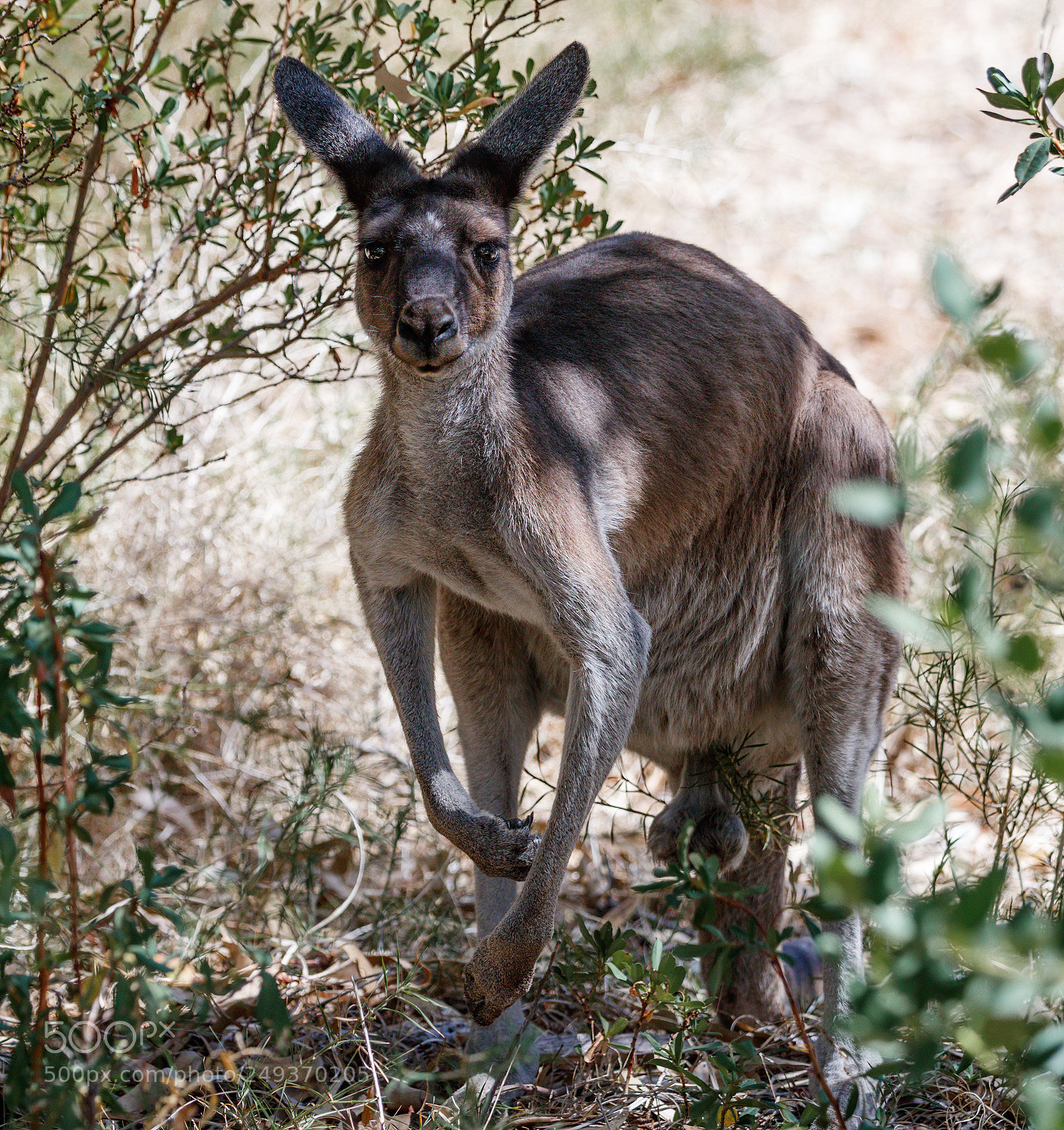 Canon EOS-1D X Mark II sample photo. Kangaroo in the bush photography