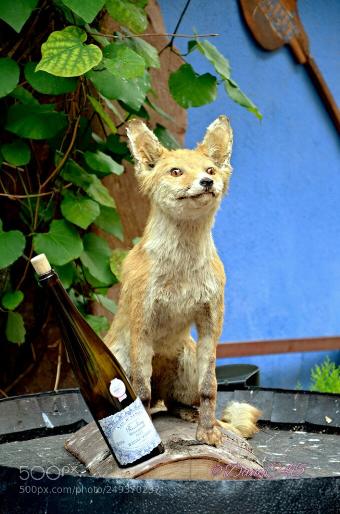 Nikon D5100 sample photo. Alsace (15) photography