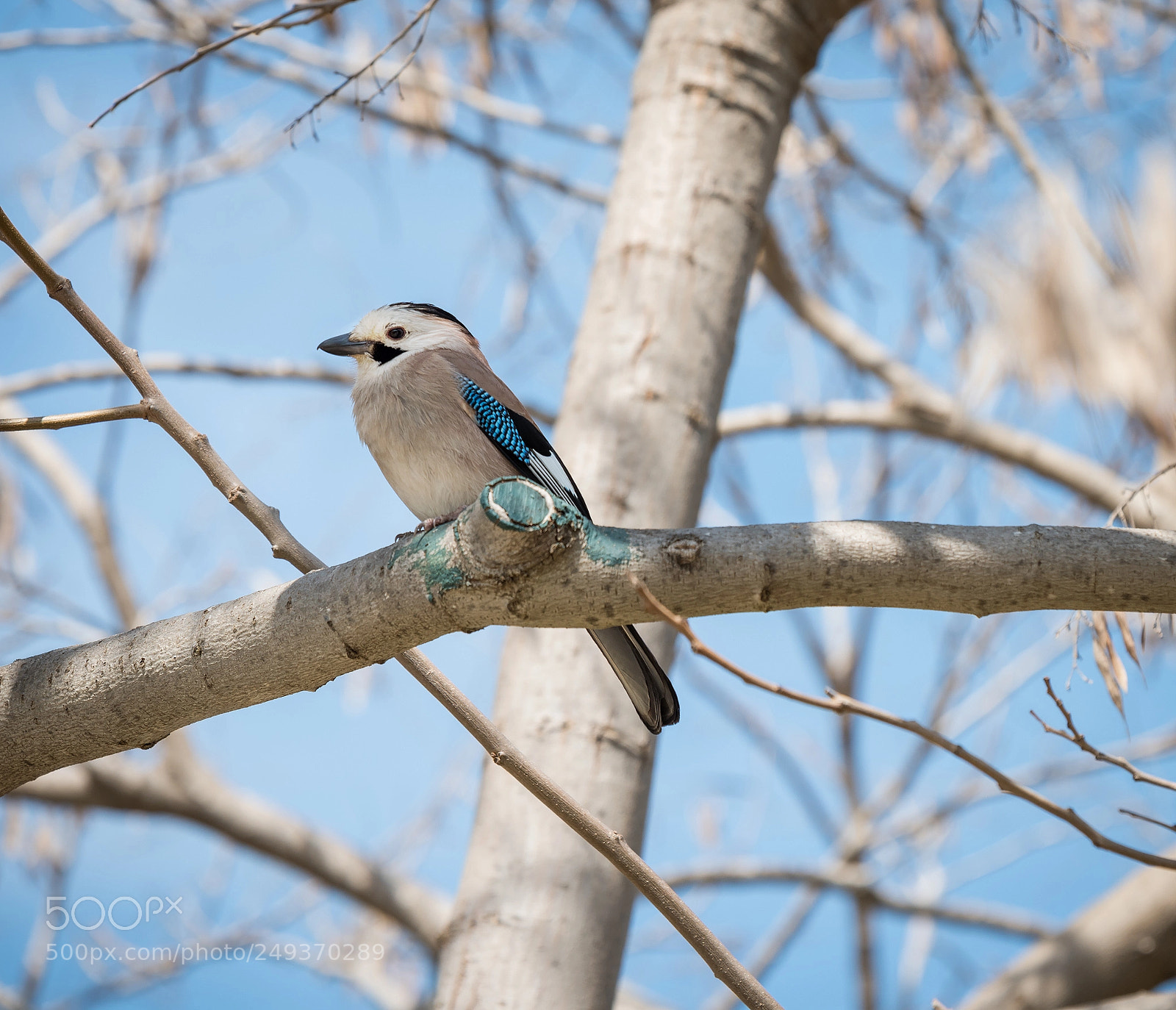 Nikon D810 sample photo. Eurasian jay photography