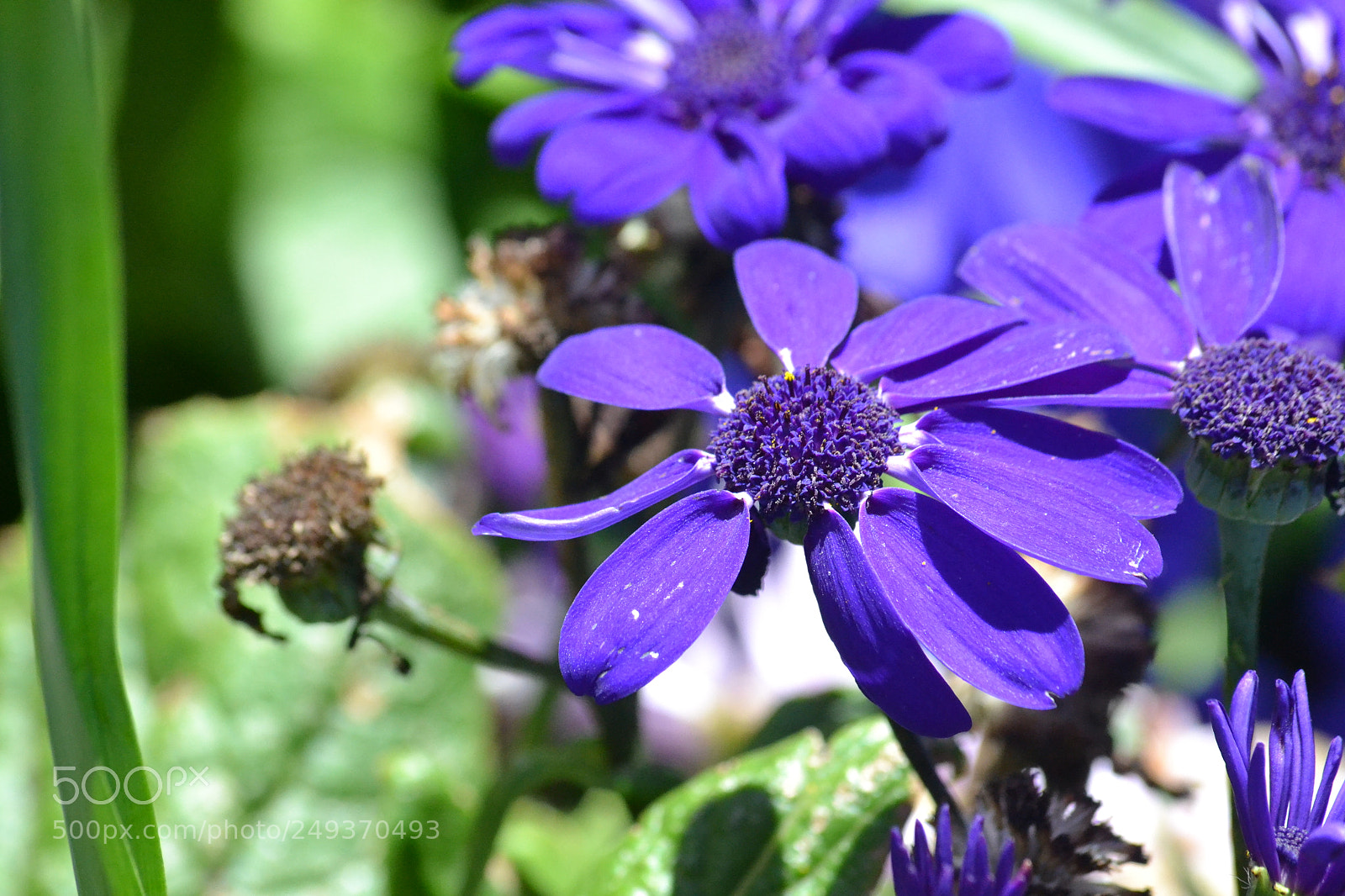 Nikon D3100 sample photo. Purple. photography