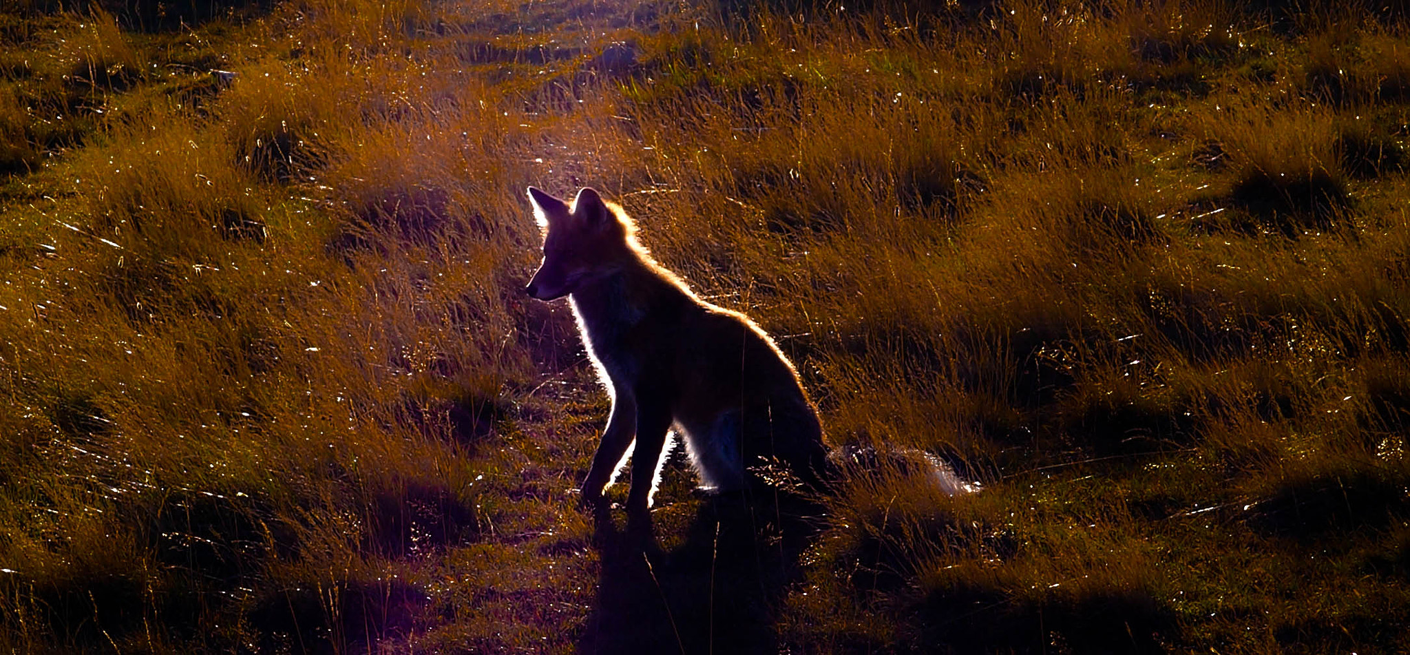 Olympus XZ-1 sample photo. Fox in evening sunshine photography