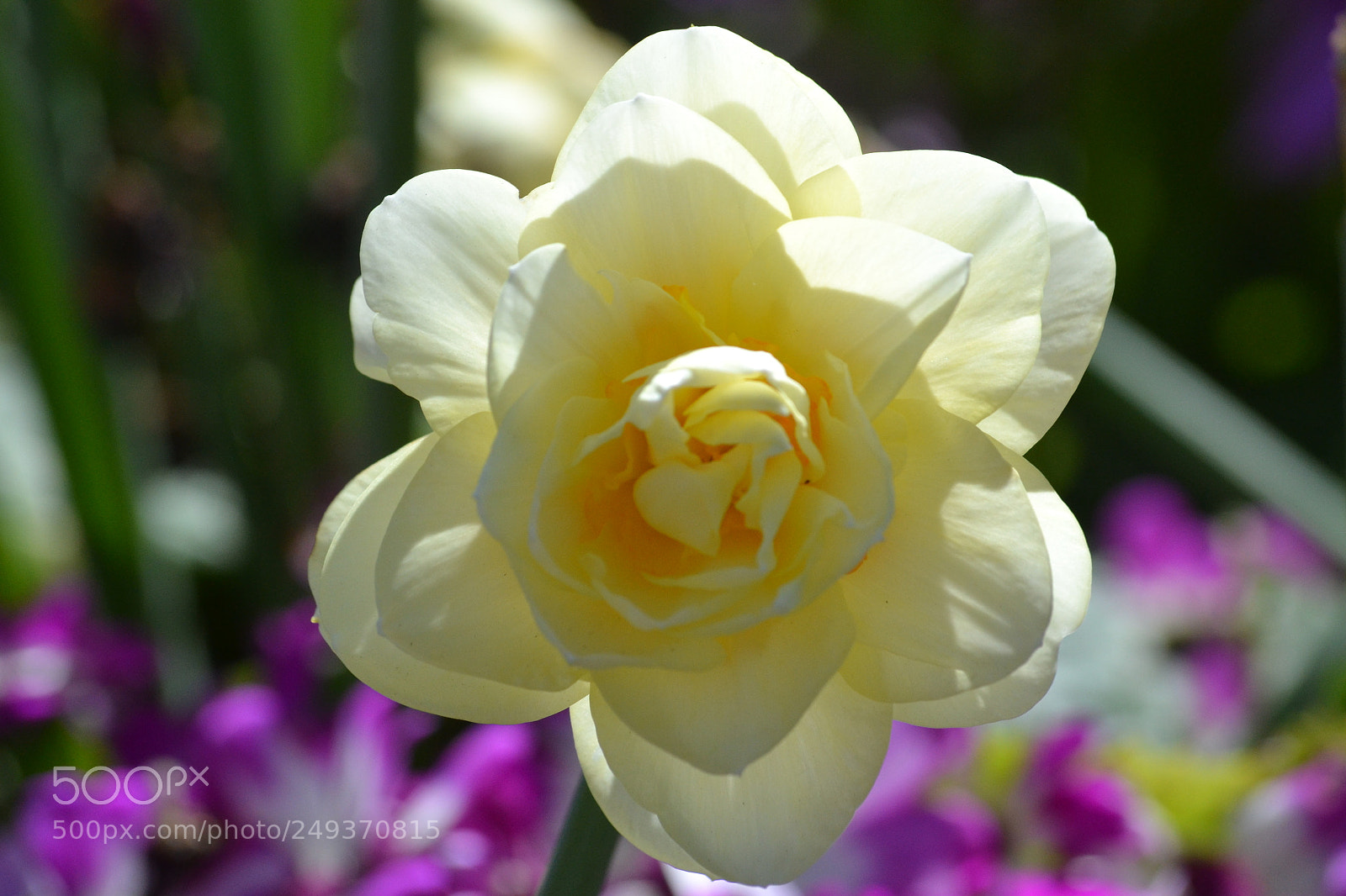 Nikon D3100 sample photo. Yellow 2.0. photography